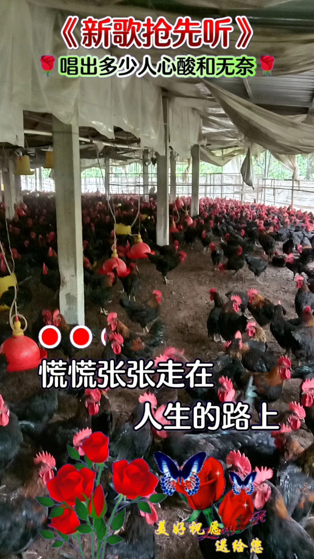 三黄鸡养殖基地,苦中作乐