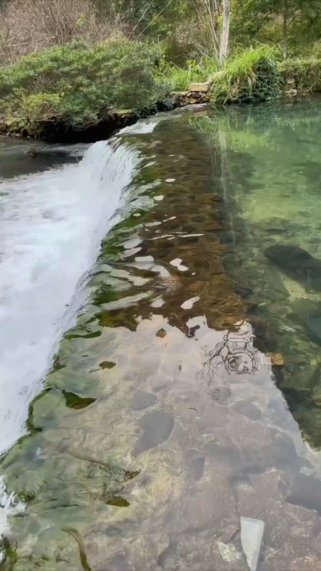 原生态的小溪流，纯野生的溪石斑鱼。