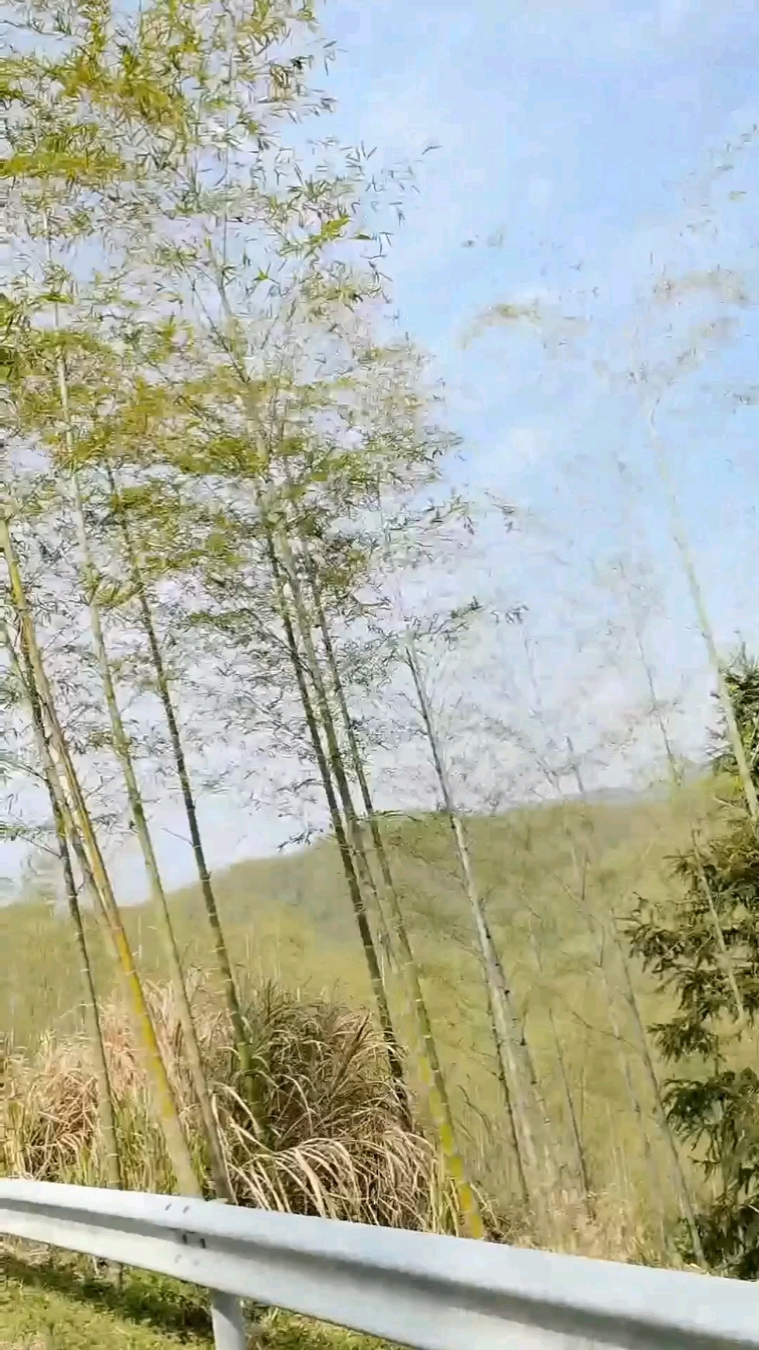 #安吉小杭坑#钓鱼佬#溪沟鱼