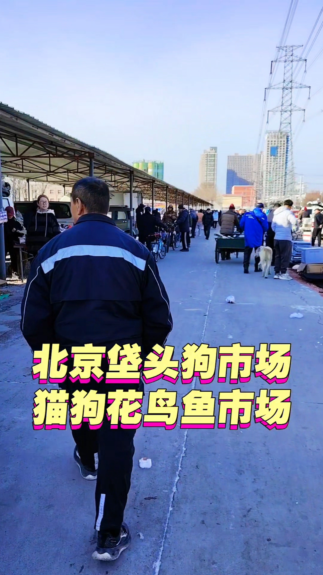 北京垡头狗市猫舍花鸟鱼虫宠物市场