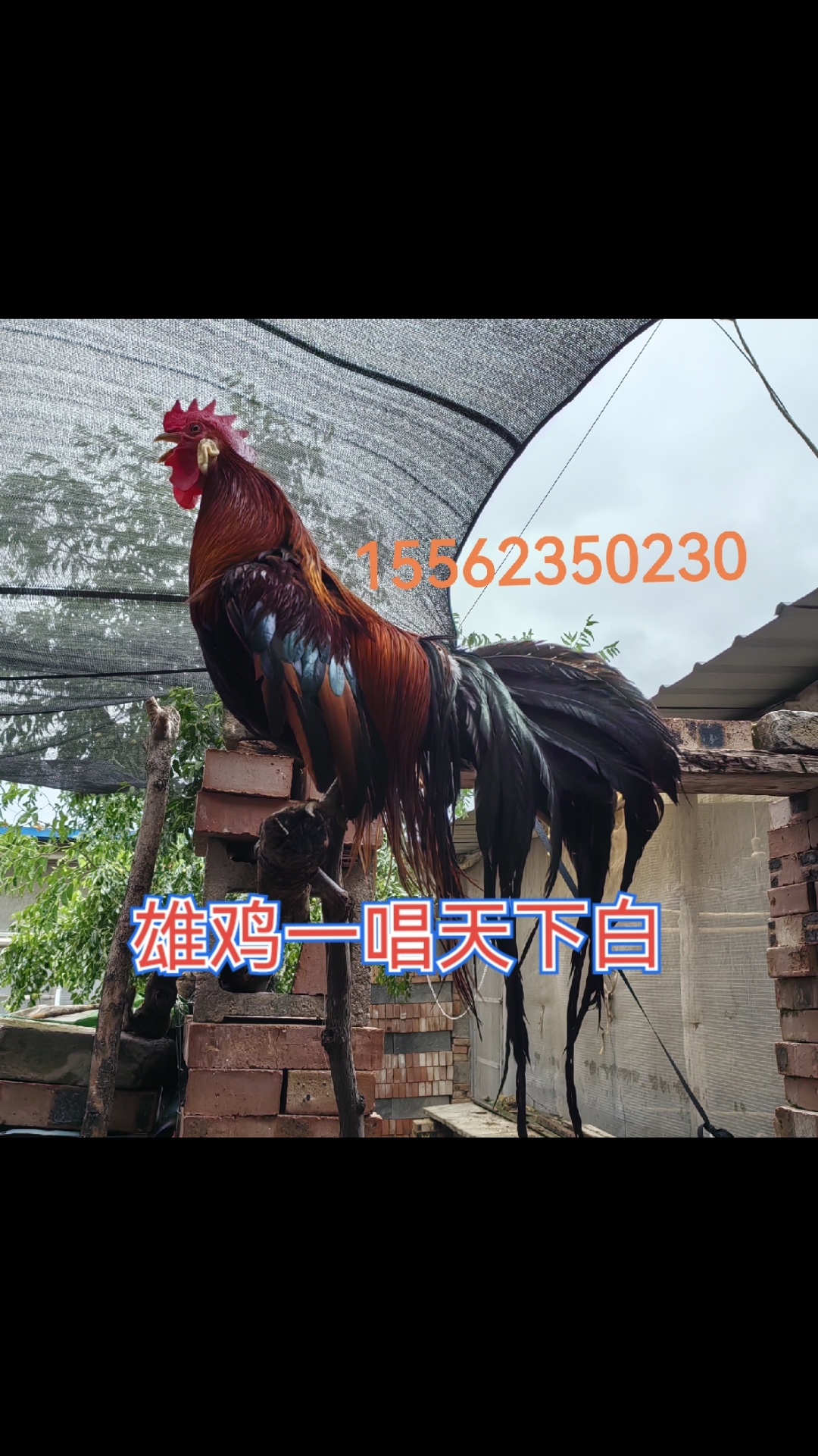 想养长尾鸡的可以评论区留言  栓鸡脚上架饲喂是最直接的方法