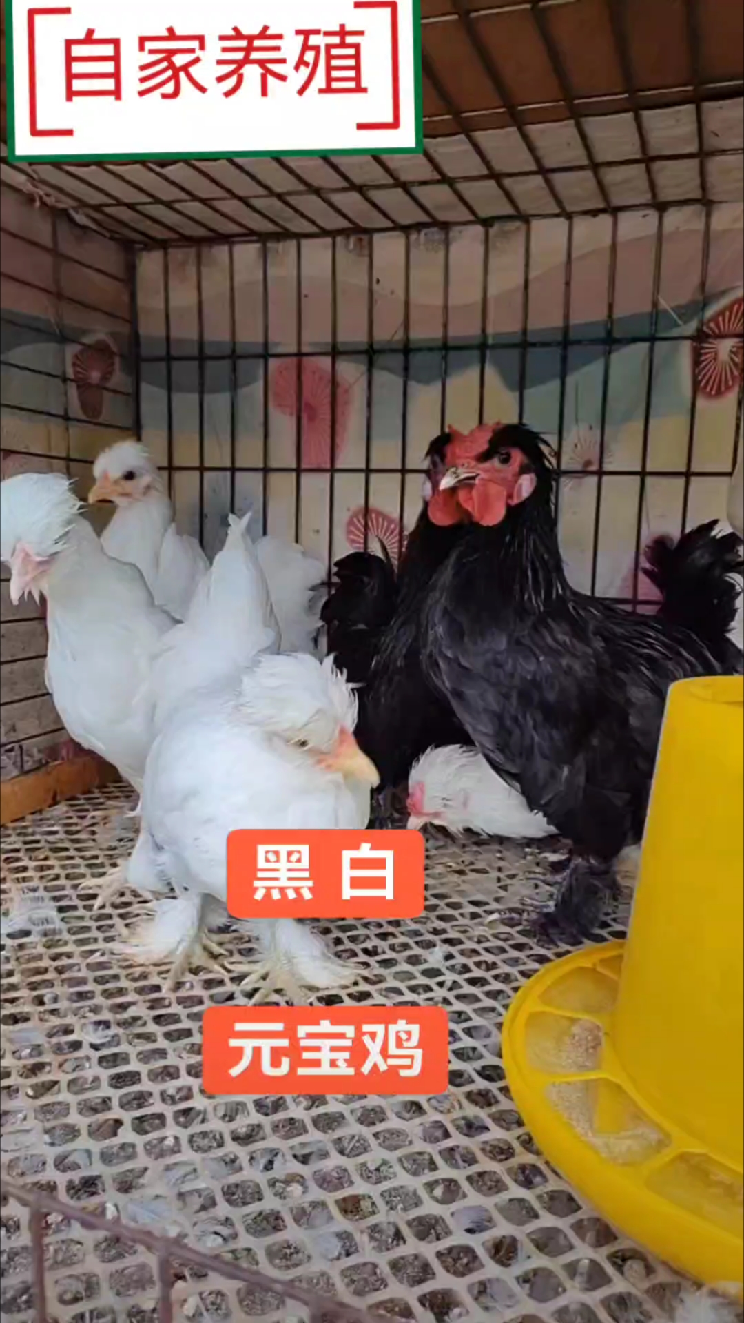 自家养殖的元宝鸡，开始下蛋了