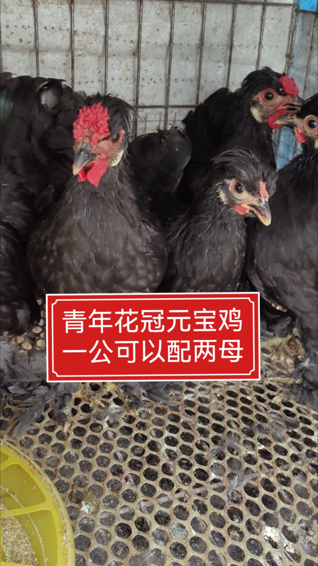 元宝鸡,黑色花冠鸡毛脚凤头鸡,散养一群更漂亮