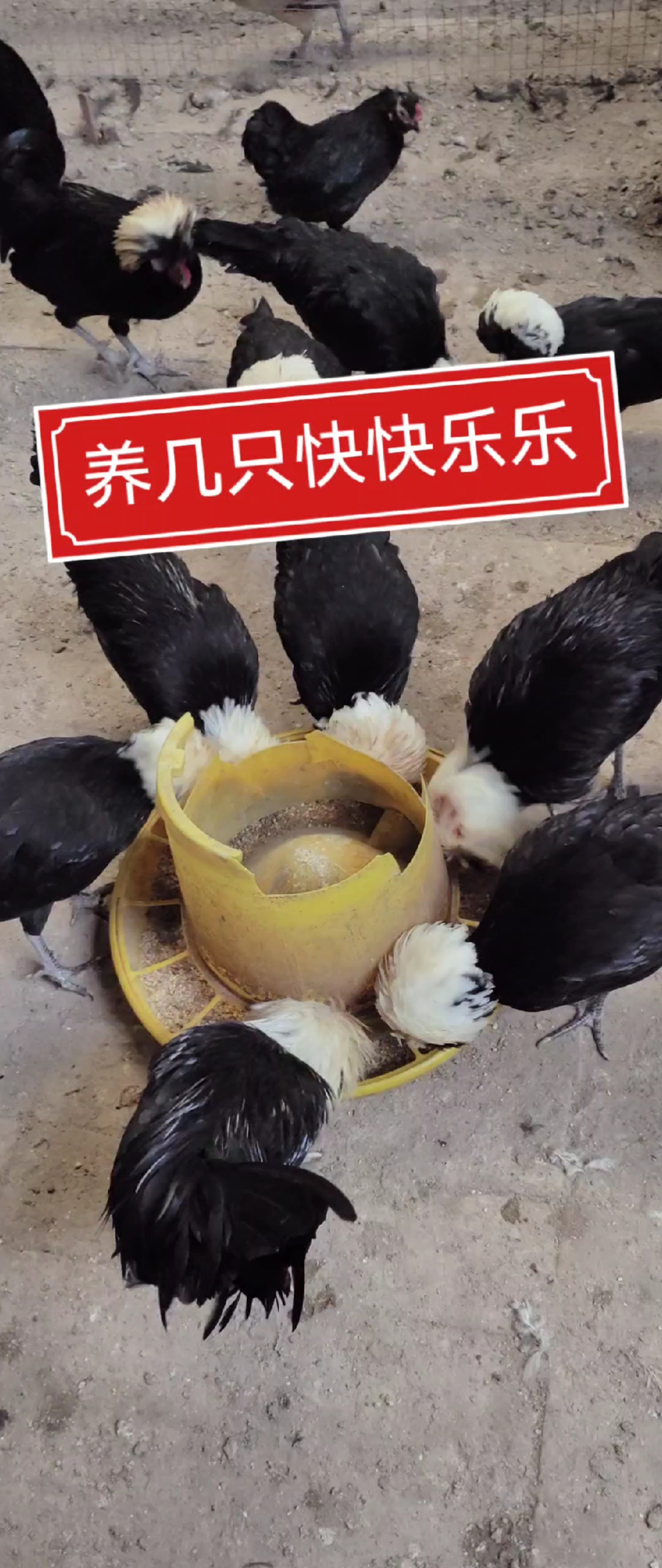 白头帽子鸡,观赏价值极高的宠物鸡,独特的绒球状头羽备受瞩目