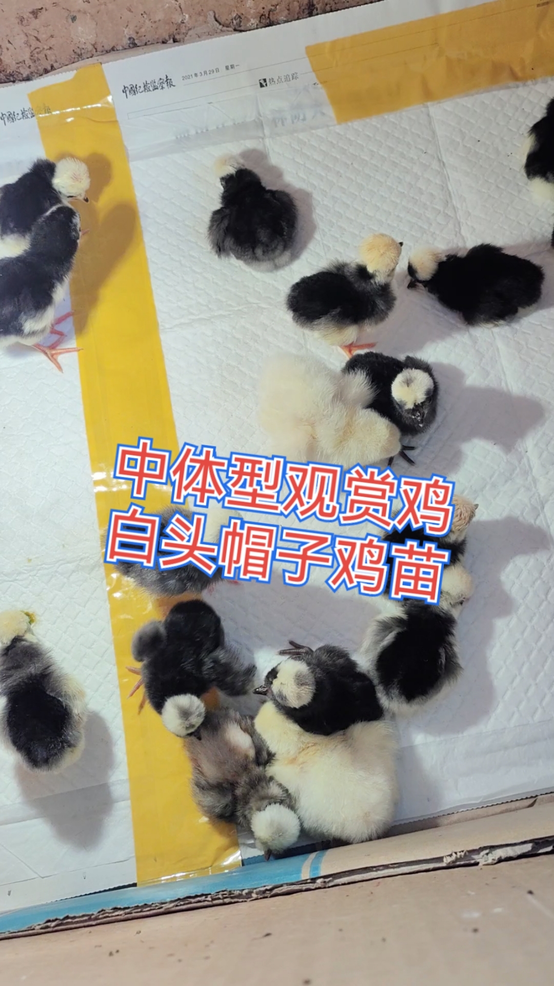 中体型帽子鸡 白头帽子苗 青年鸡,常年孵化育苗,喜欢就关注我