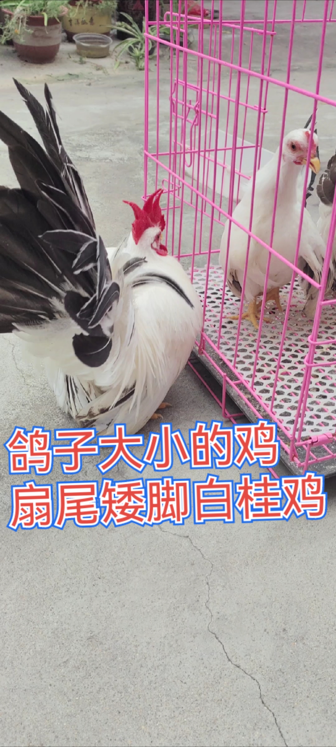 世界之大无奇不有，观赏鸡观赏鸽萌宠家禽，五颜六色，大大小小