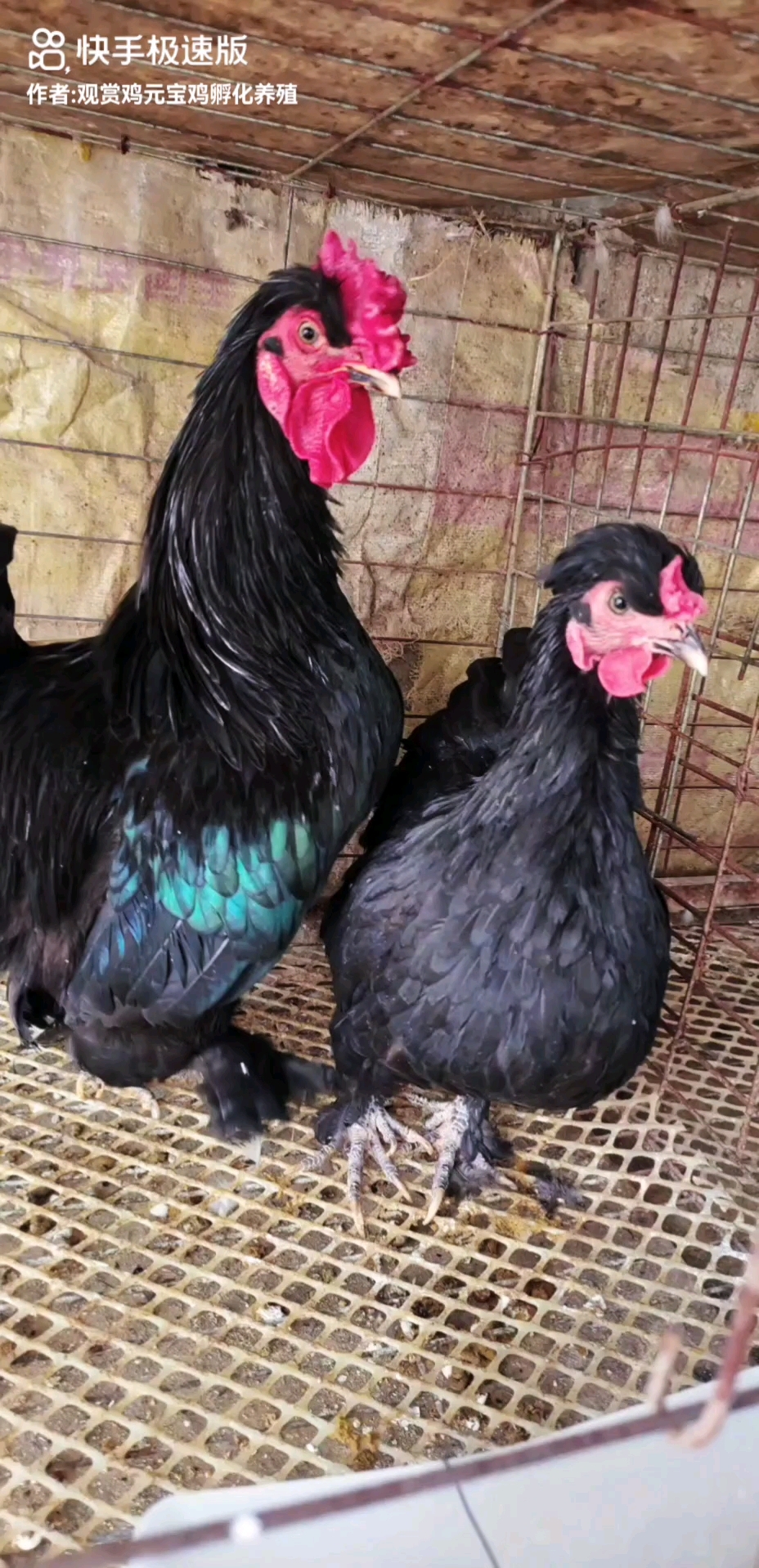 元宝鸡，小巧可爱，双冠凤头，白色黑色均有