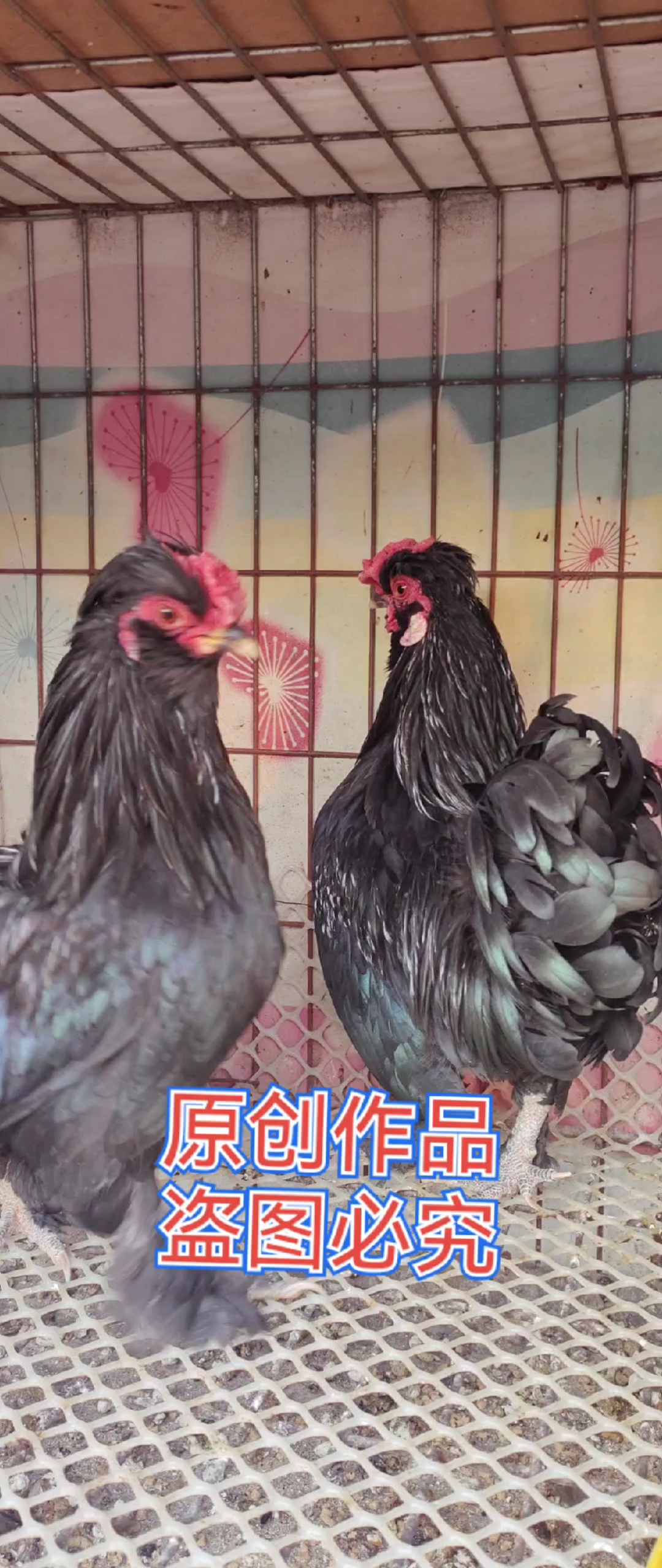 双冠凤头胡子毛脸黑色元宝鸡,家养各种颜色的各种观赏鸡,关注吧