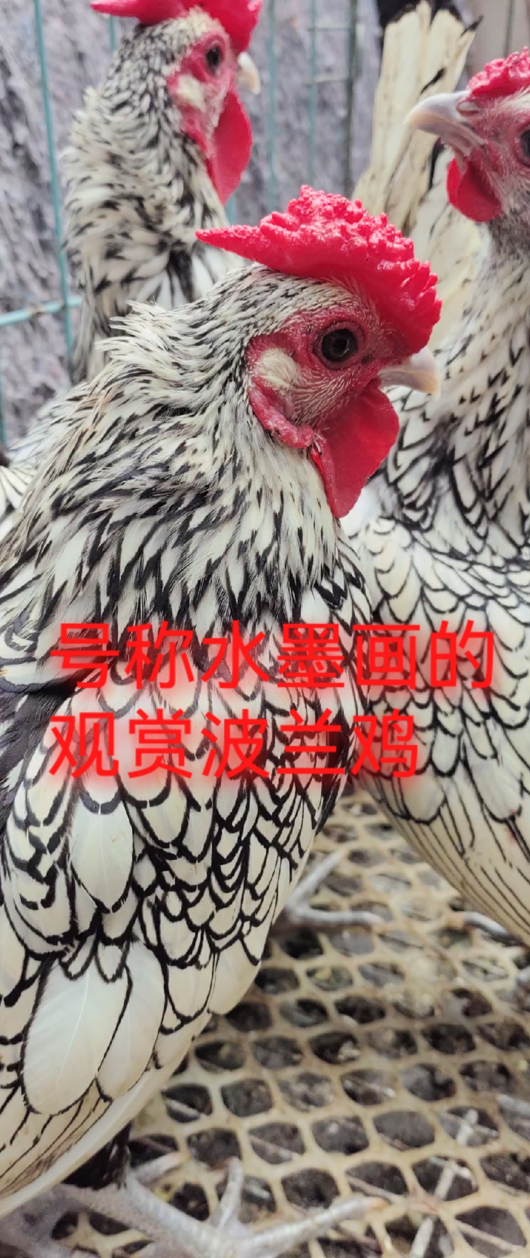 波兰鸡,养几只还是很有趣的。