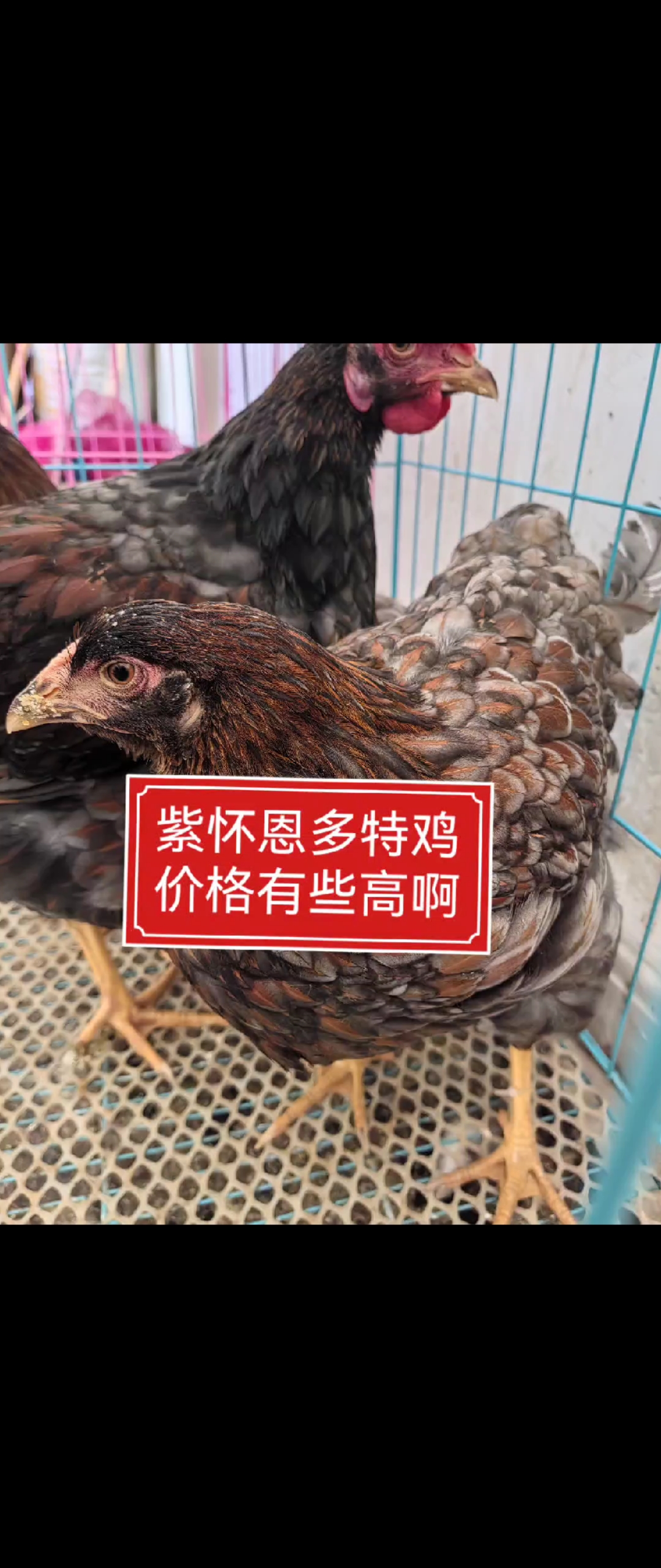 今年的怀恩多特鸡,你养了多少啊,品种花色也多,就是价格高了啊