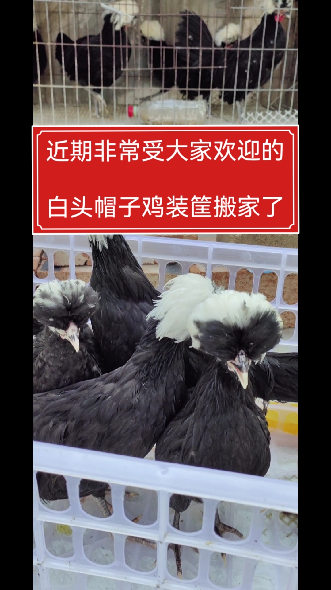非常受欢迎的白头帽子鸡,给咱们的朋友陆续装筐中,关注了解更多