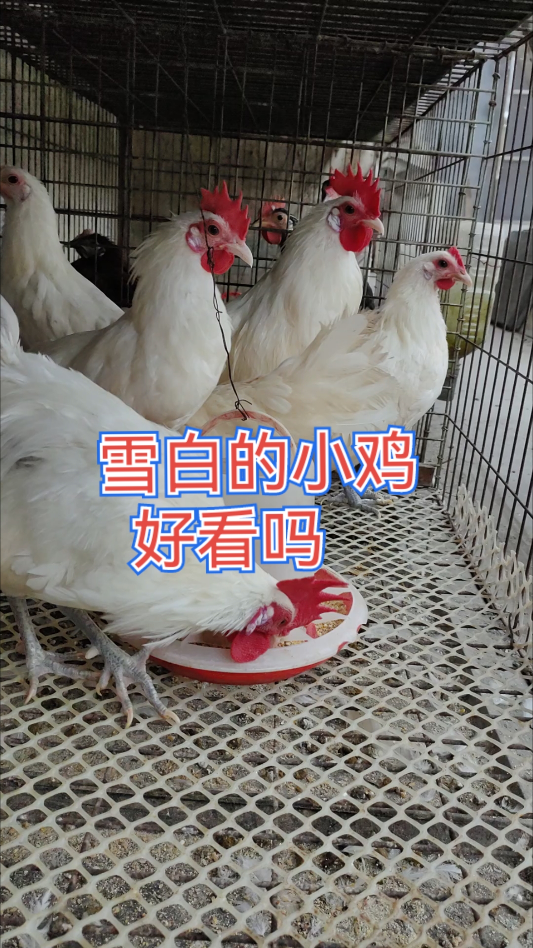 雪白的小鸡好看吗,产蛋量高且漂亮,日常好管理。每天分享观赏鸡