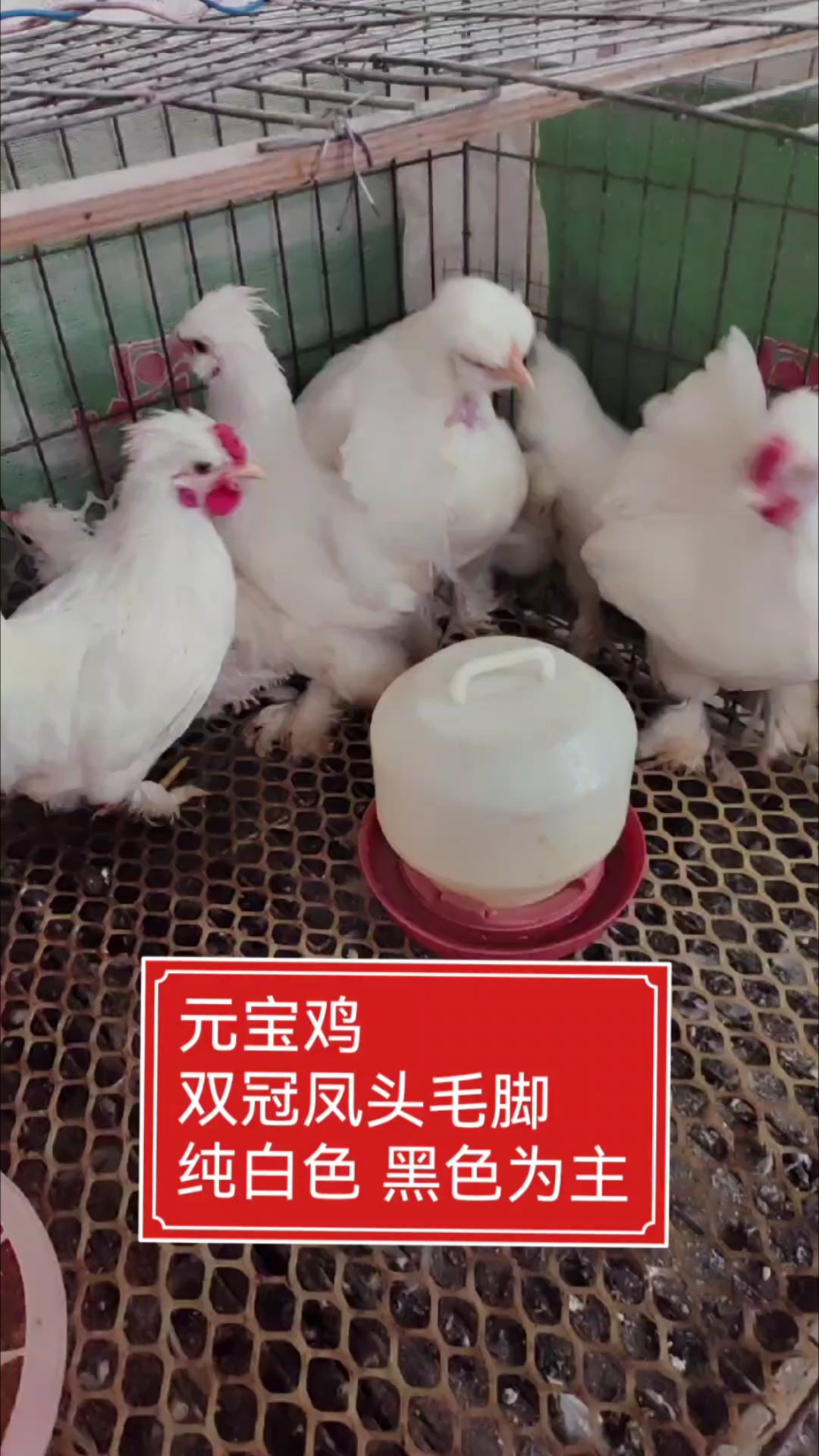 元宝鸡以纯白色 黑色为主,大都是双冠凤头毛脚,你养过吗,关注