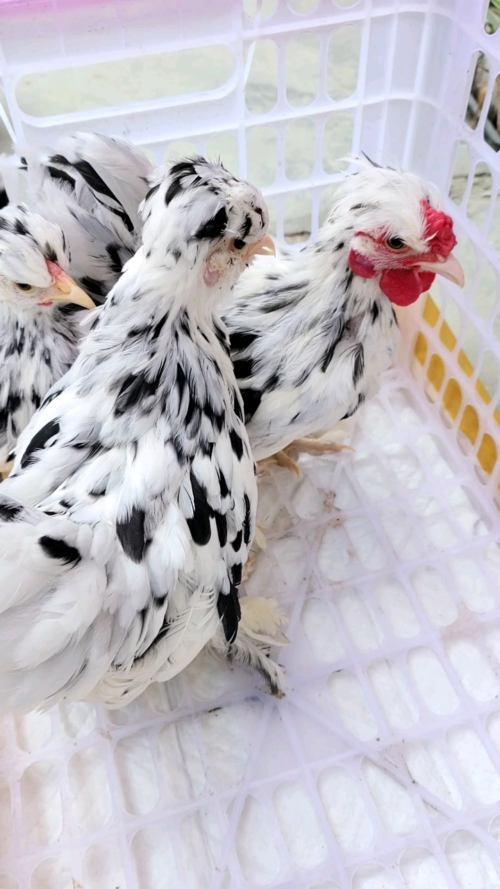 雪花元宝鸡:也称黑白花元宝鸡。有双冠凤头毛脚的,有单冠的