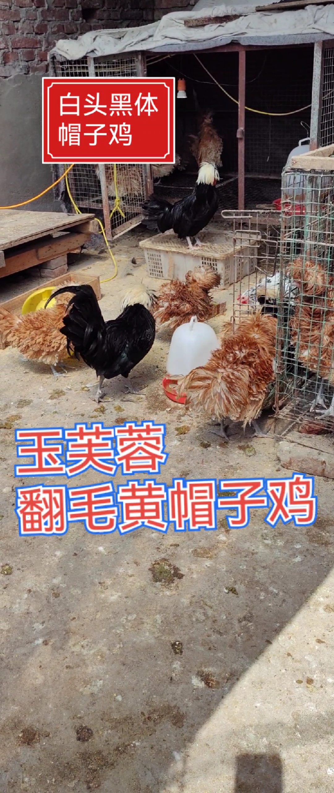 翻毛黄帽子鸡是一进口高端鸡,看看你认识视频里有几种鸡,评论下