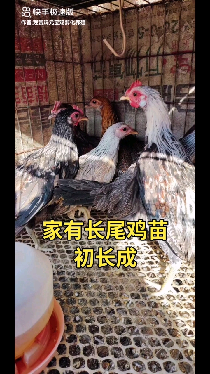 三个月长尾鸡苗