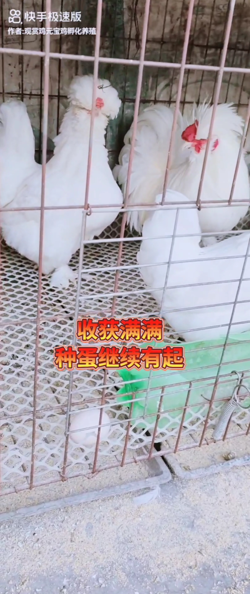 元宝鸡种蛋多多
