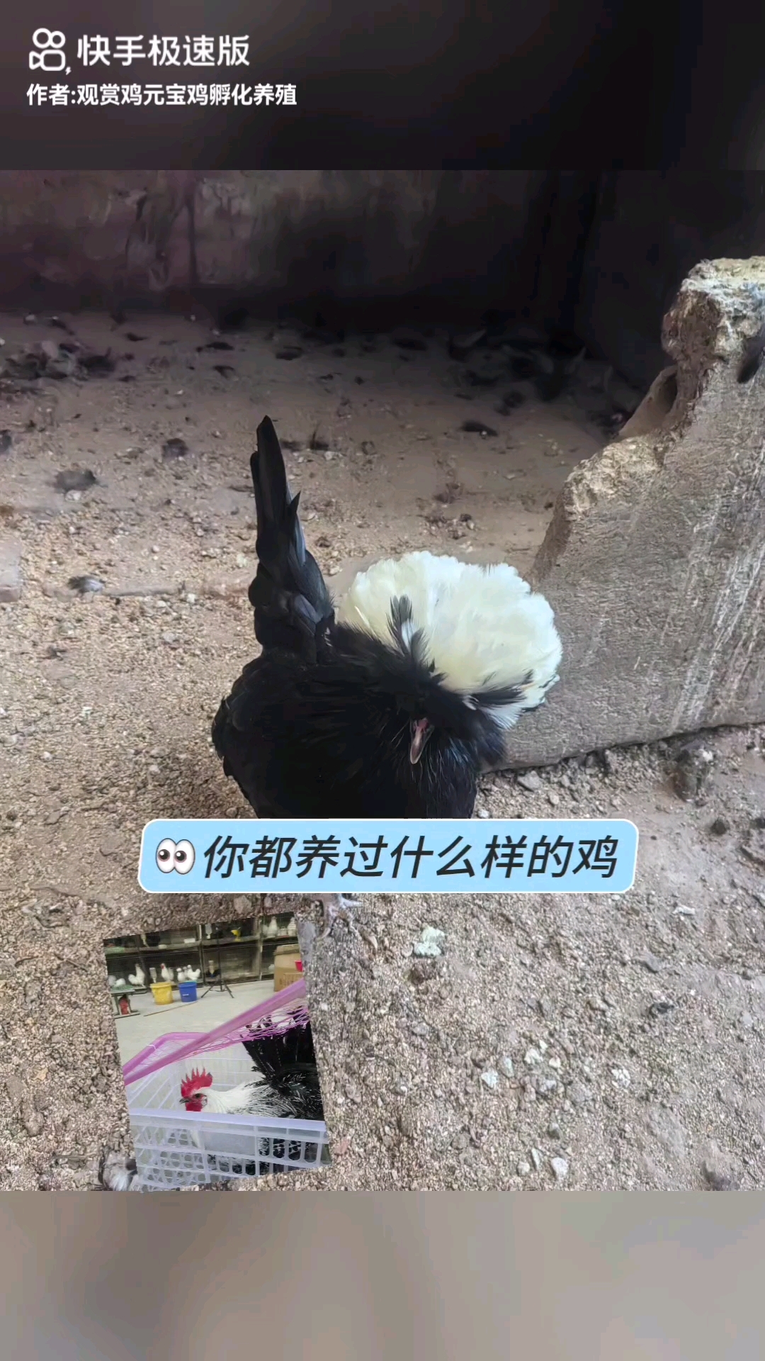 家养各种观赏鸡,喜欢的朋友来选鸡吧,有种蛋 鸡苗