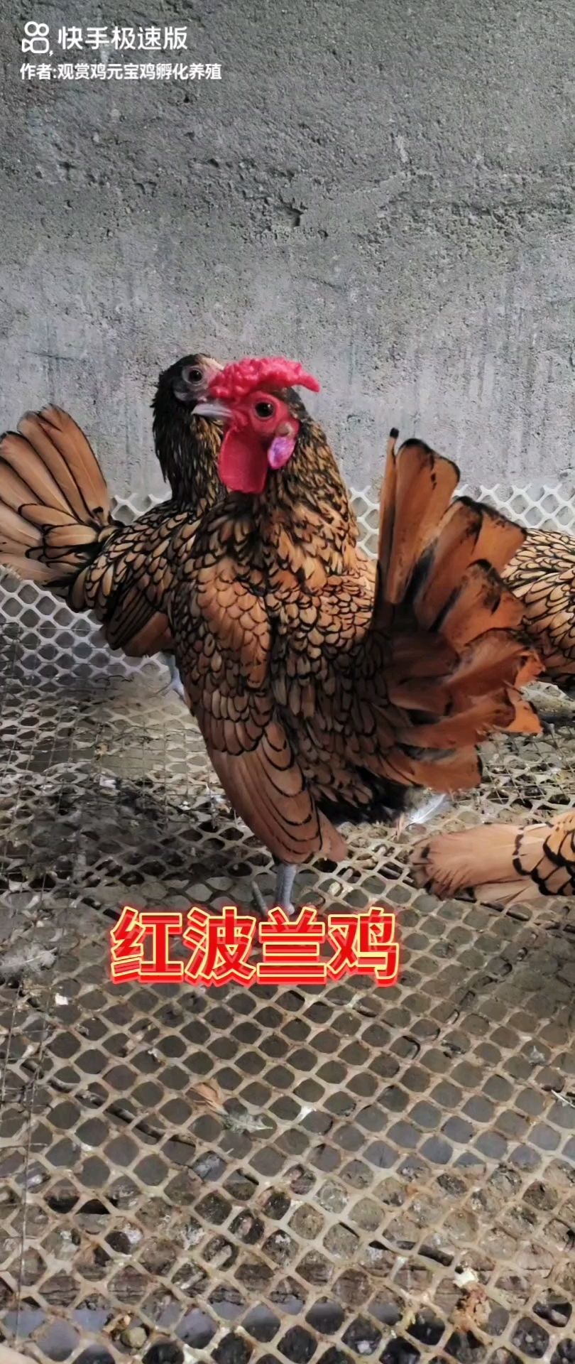 波兰鸡,波兰鸡种蛋,各种观赏鸡养殖