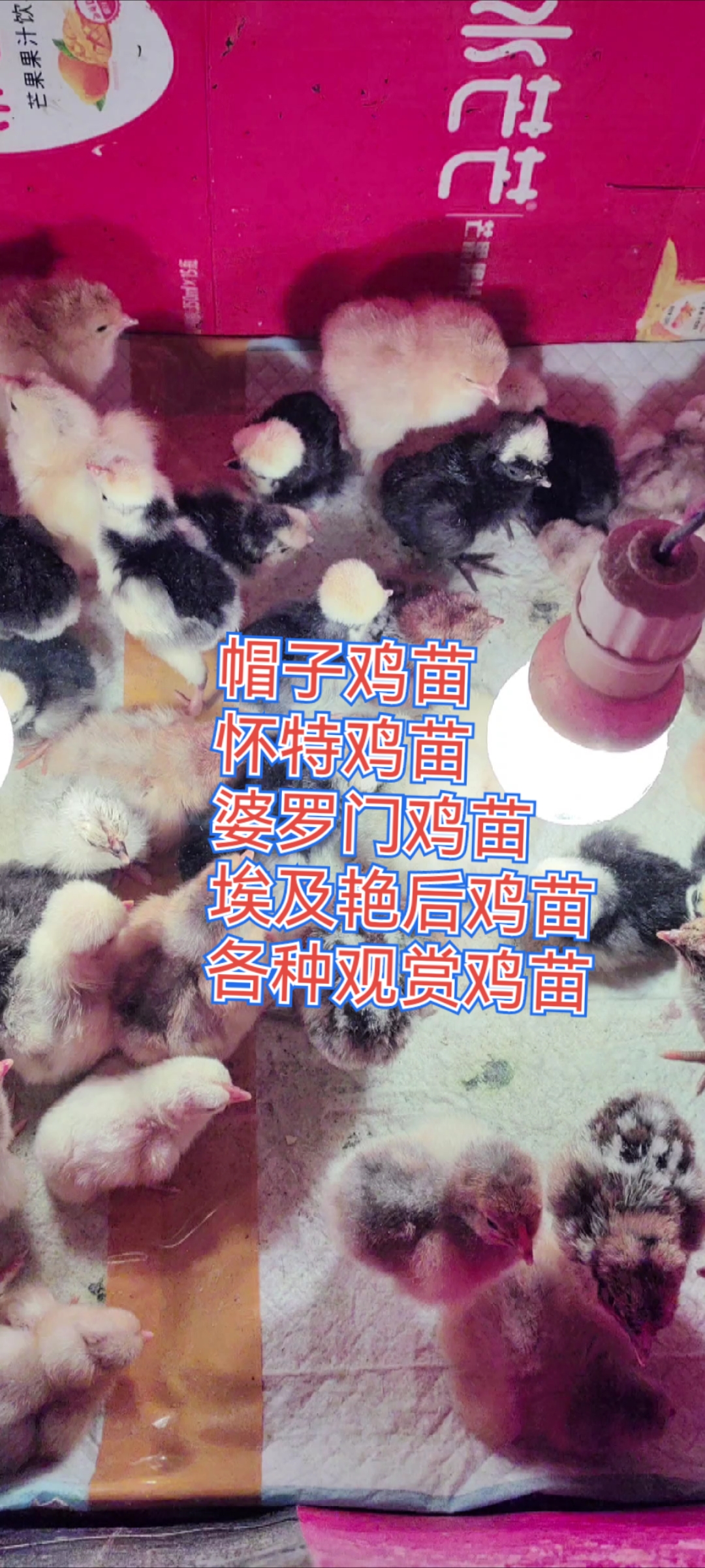 帽子鸡苗 怀特鸡苗 婆罗门鸡苗 艳后鸡苗等各种观赏鸡苗