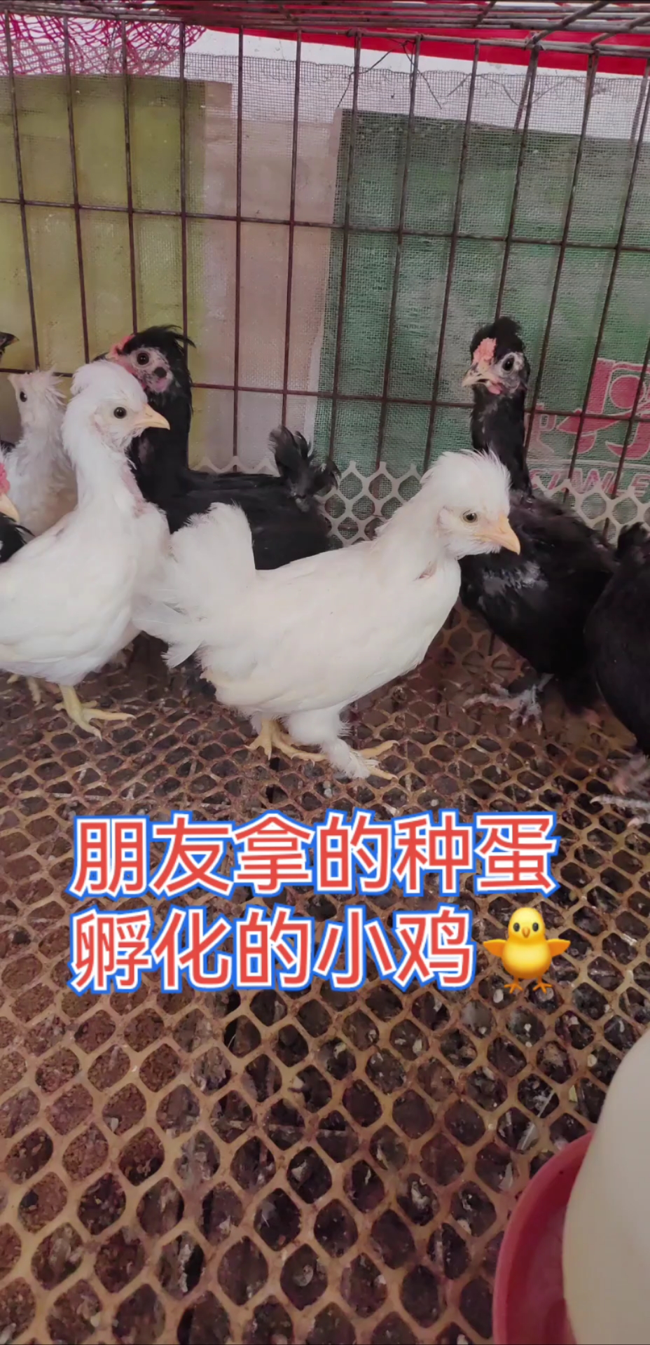 看看我家的观赏鸡种蛋,孵化出的小鸡,长大了都什么样子了