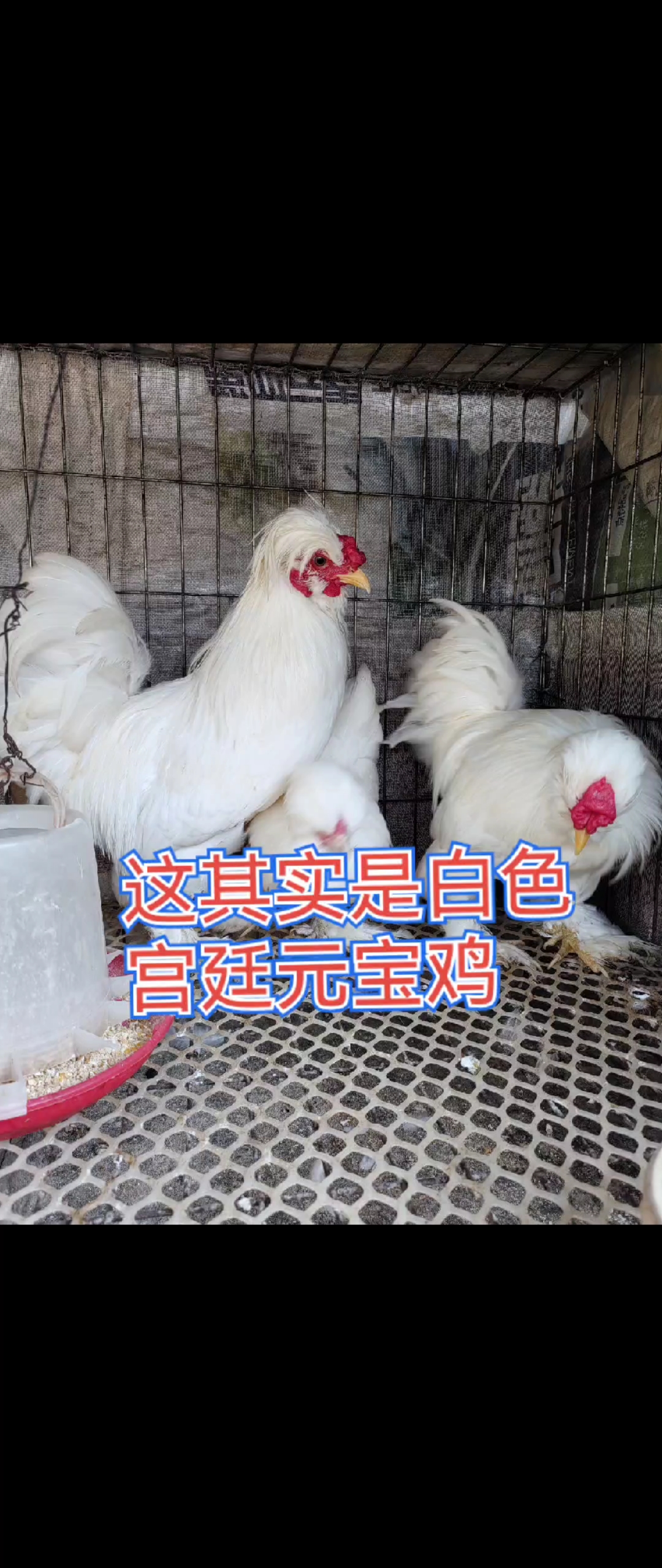 许多人都在找宫廷元宝鸡,其实视频里就是宫廷元宝鸡的一种看吧