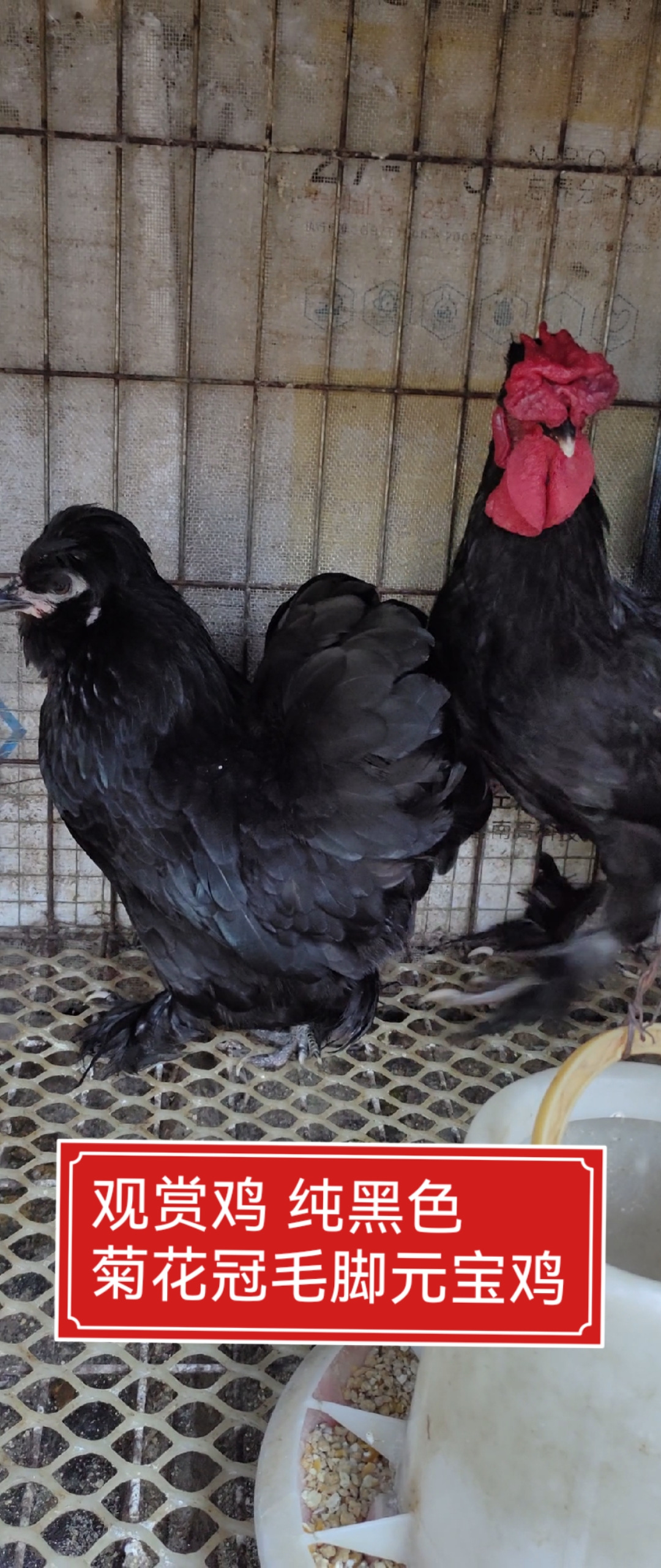 纯黑色大花冠元宝鸡 成年下蛋鸡体重在一斤左右 喜欢的朋友关注