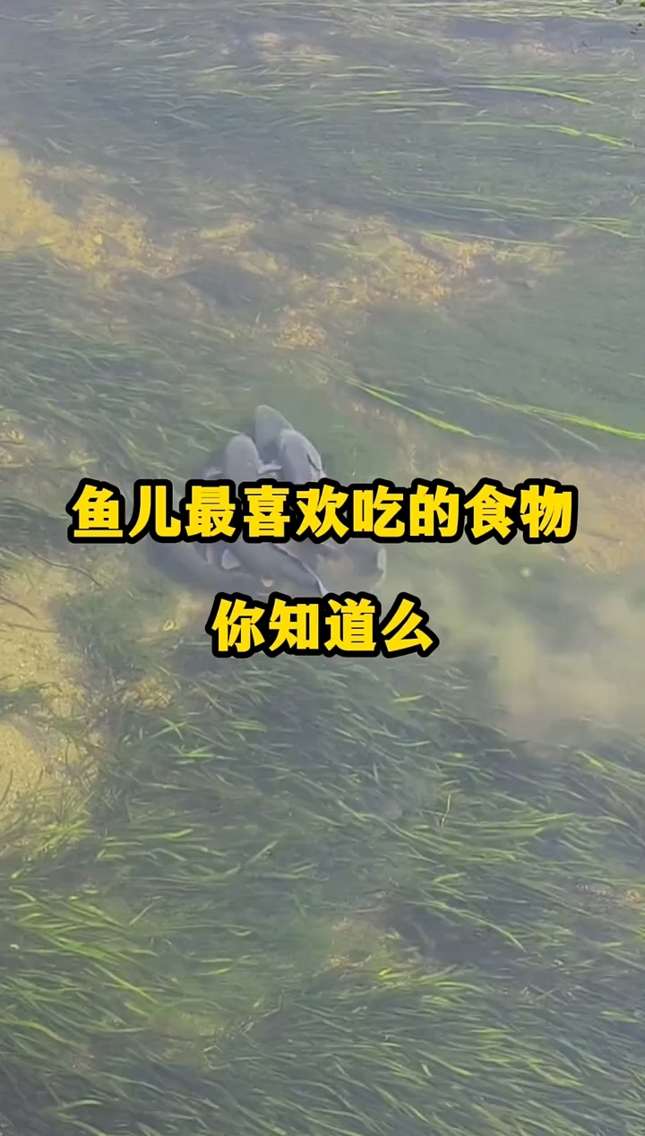 你知道鱼最喜欢吃什么吗?