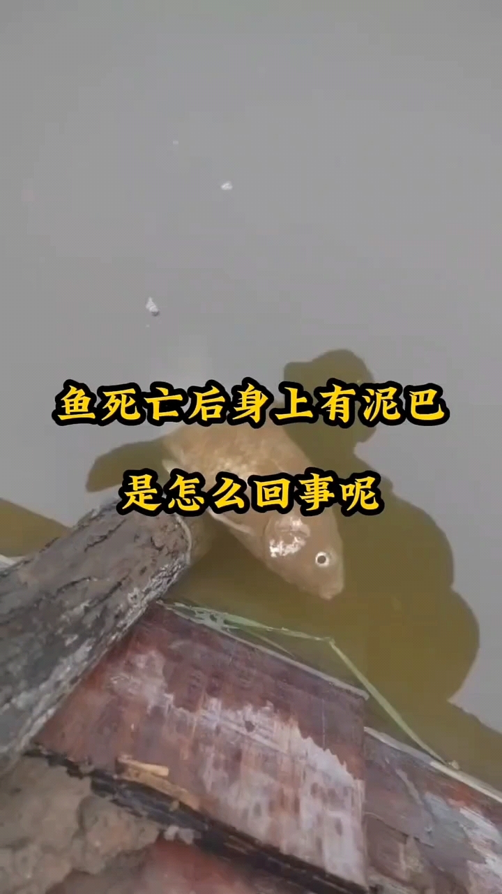 鱼死亡后身上为什么会有泥巴?