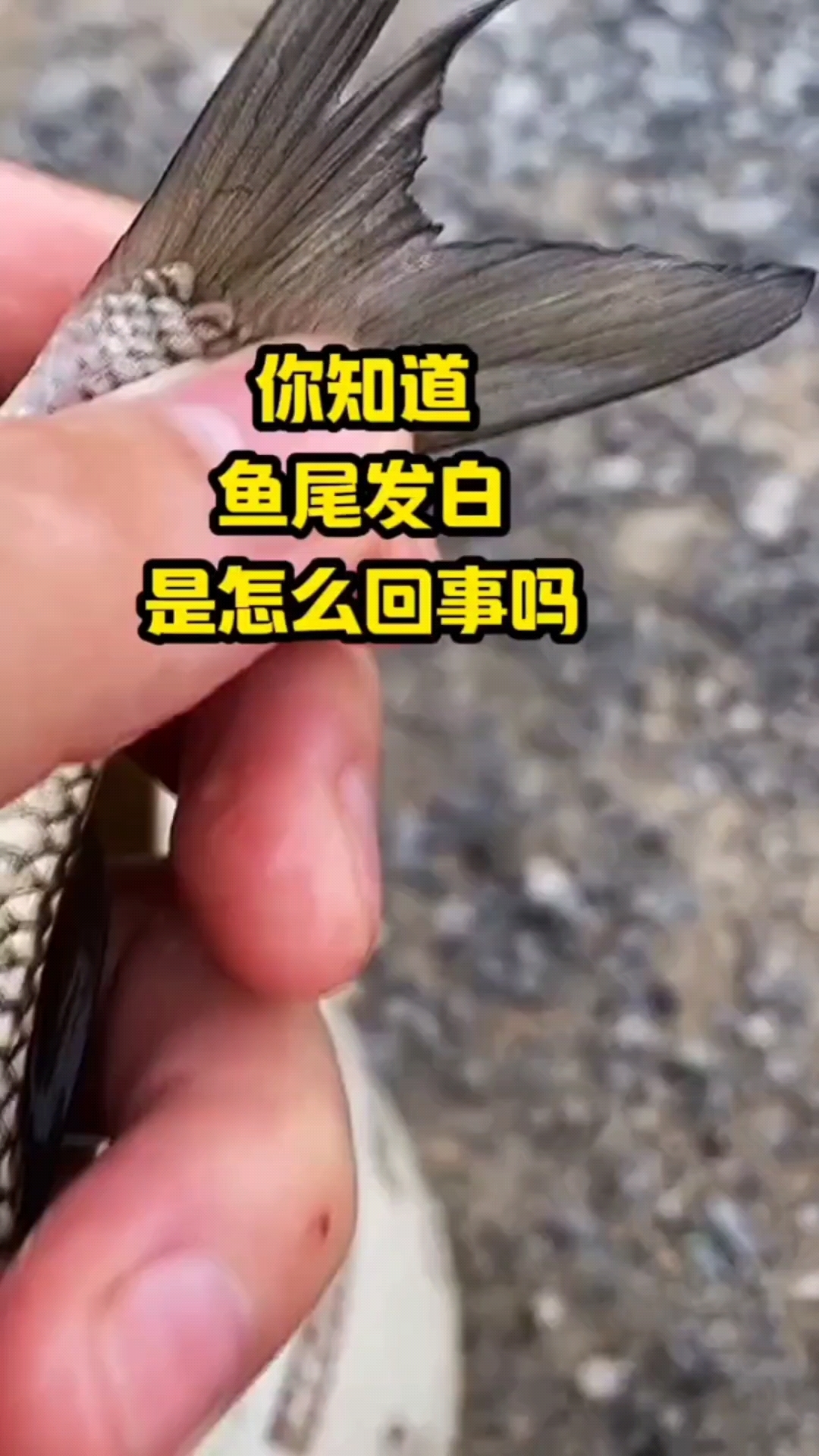 鱼尾发白是怎么回事儿?