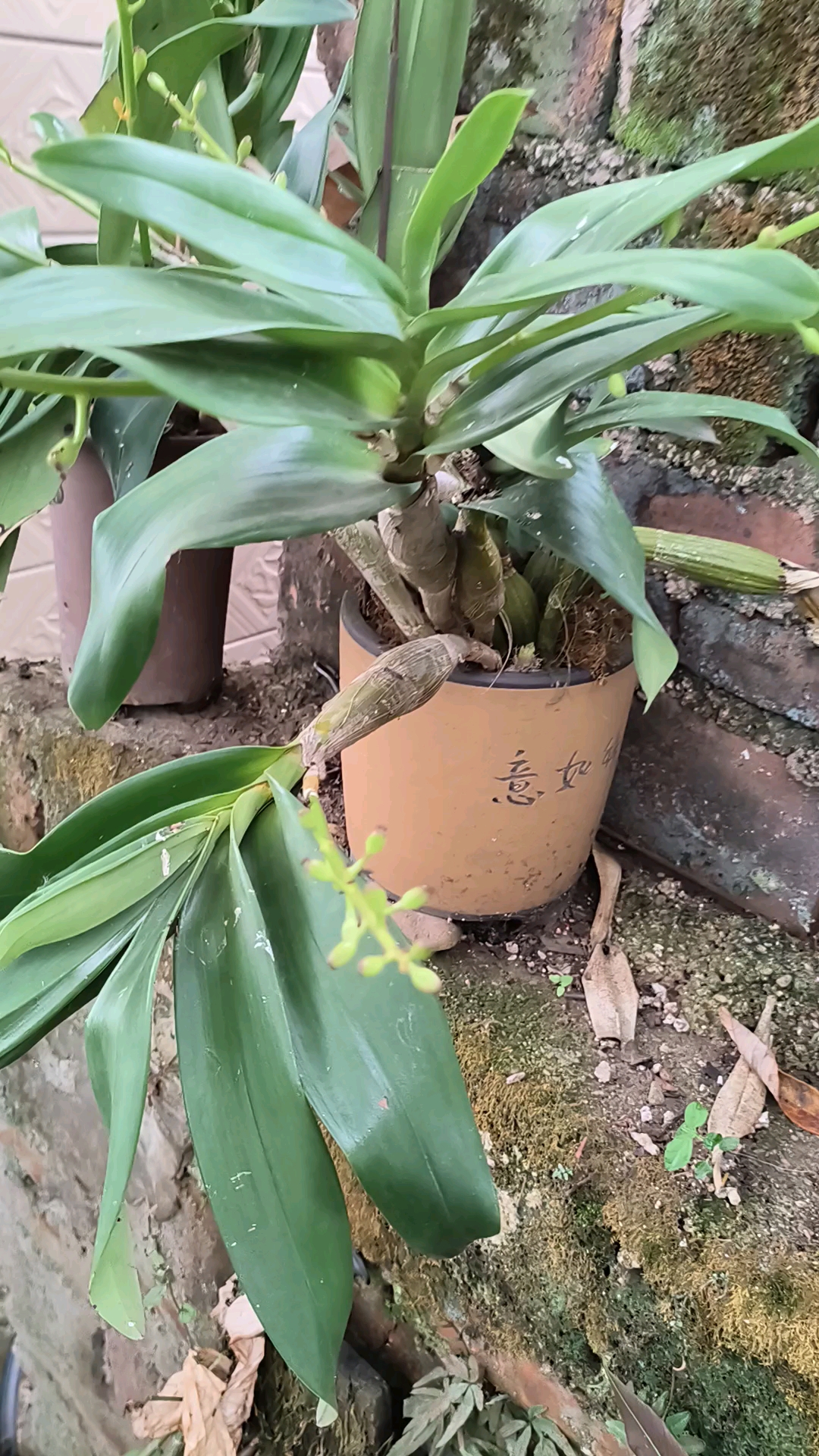 请问这是什么花,满树的花苞?