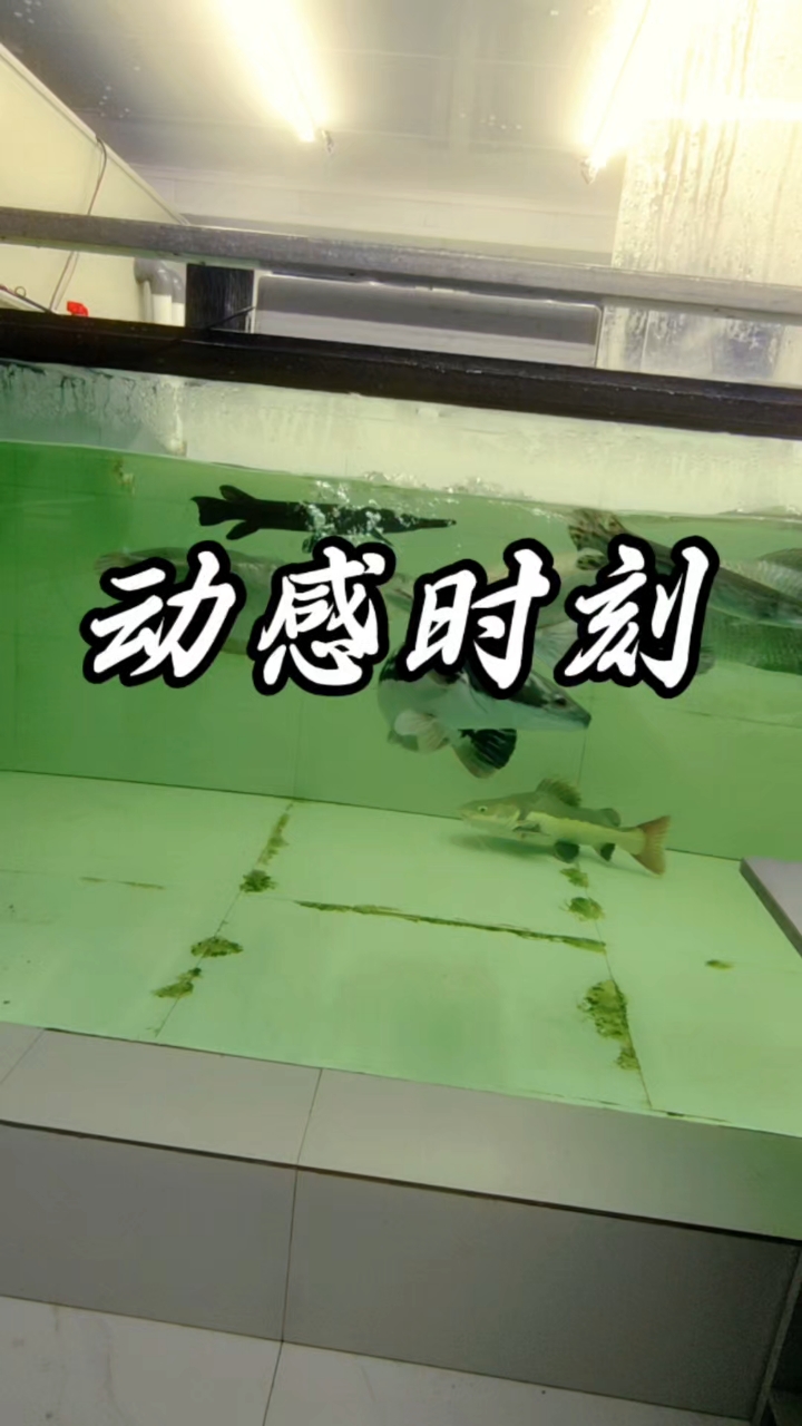 世界最大淡水鱼之一巨骨舌鱼
