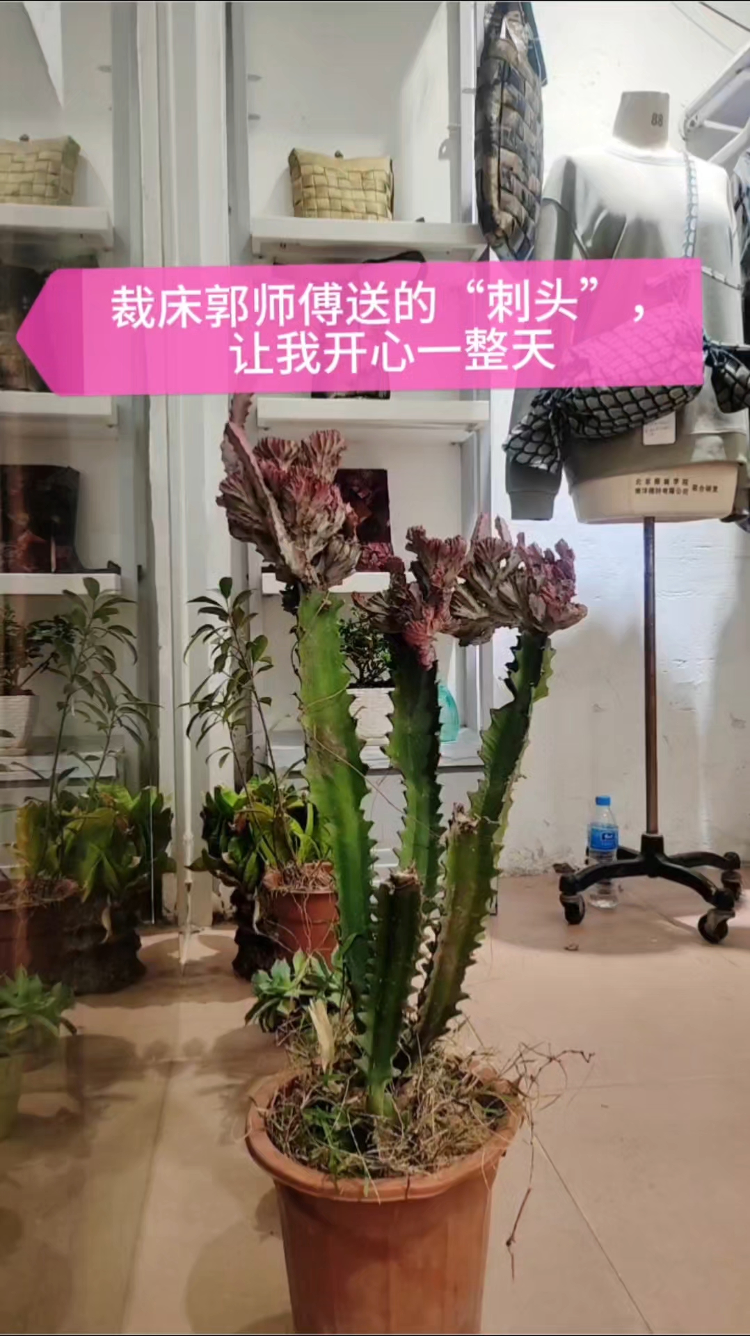 裁床郭师傅送的“刺头”,让我开心一整天!#我的日常 #绿植 #治愈瞬间 #这也太可爱了