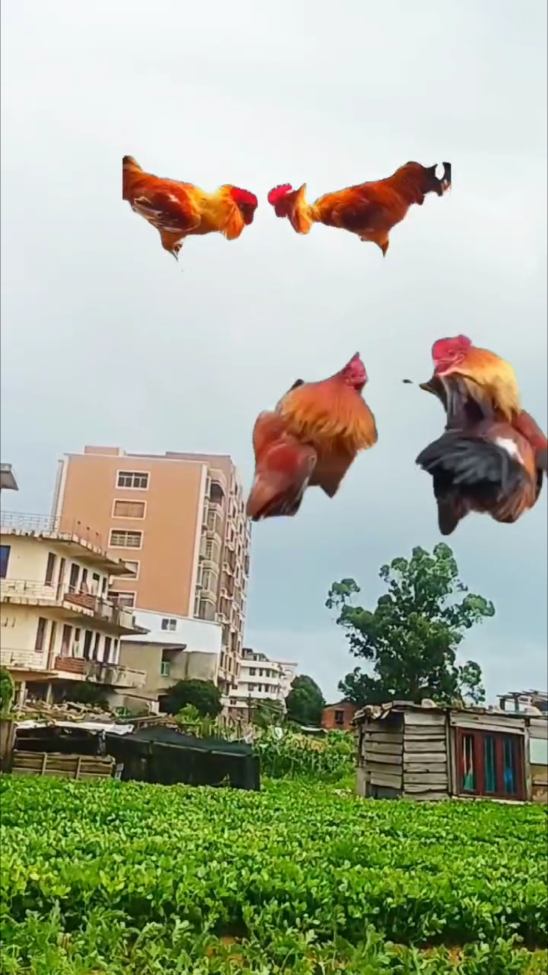 公鸡打架打得很激烈,分享有趣视频