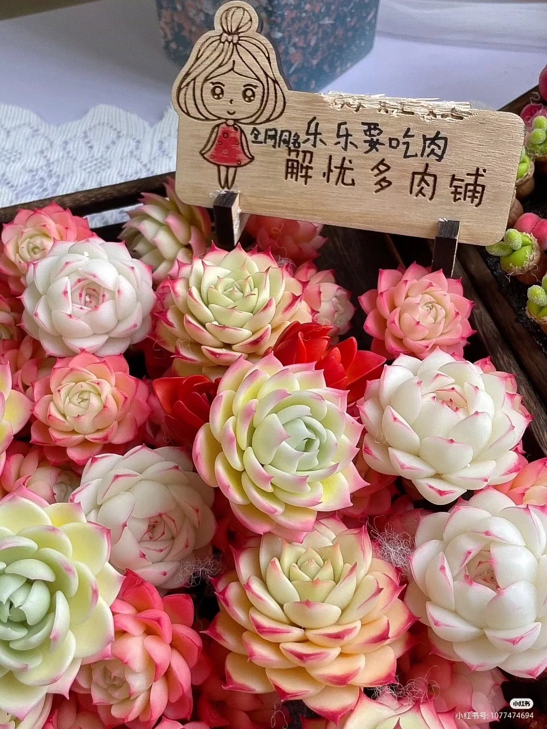 好看的多肉图片有你喜欢的吗?