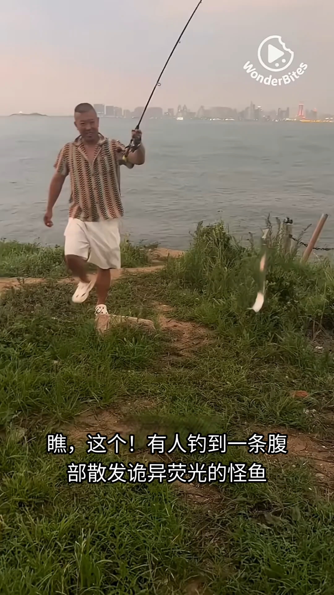 黄带鱼