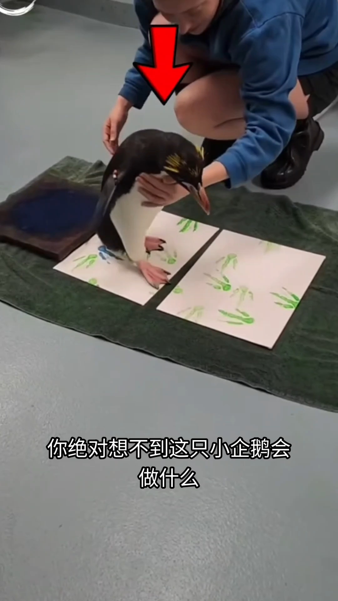 可爱的小企鹅