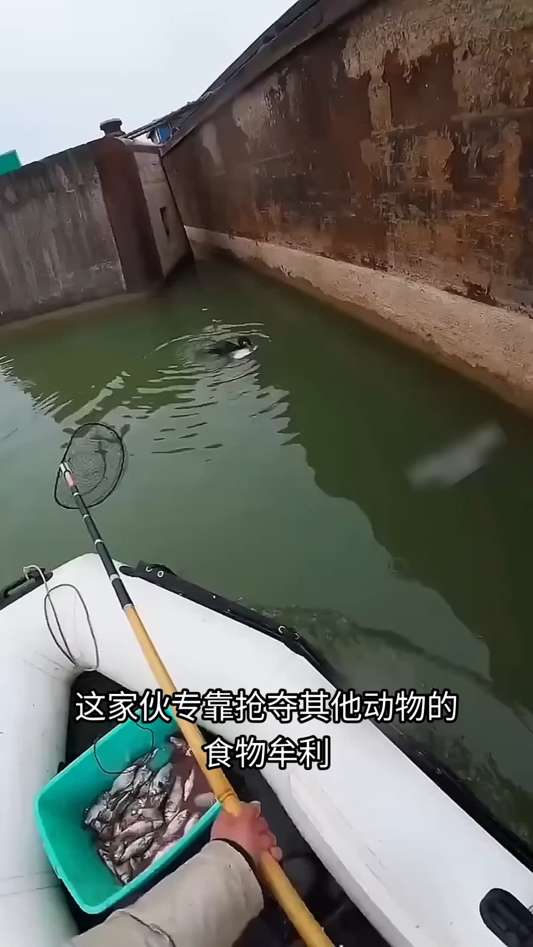 鱼鹰抓鱼