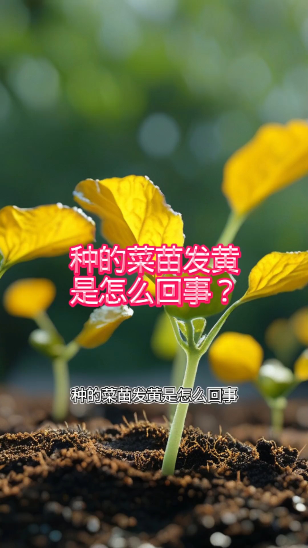 种的菜苗发黄是怎么回事