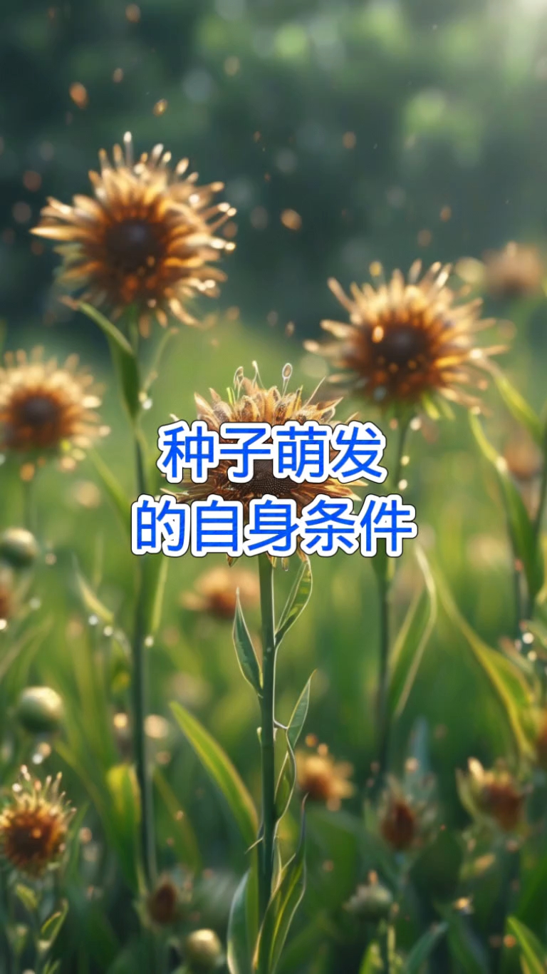 种子萌发的自身条件