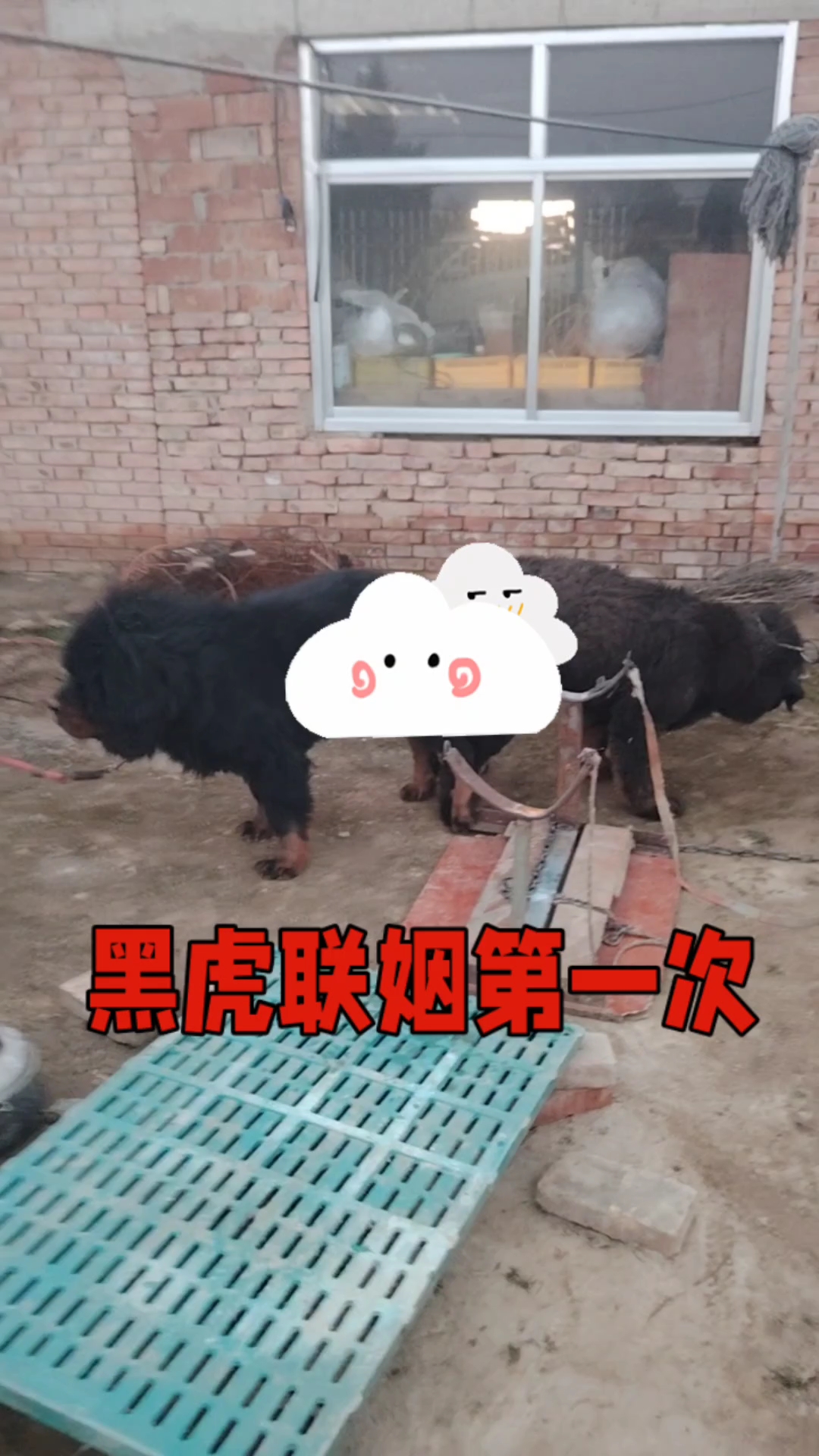 黑虎联姻第一次成功