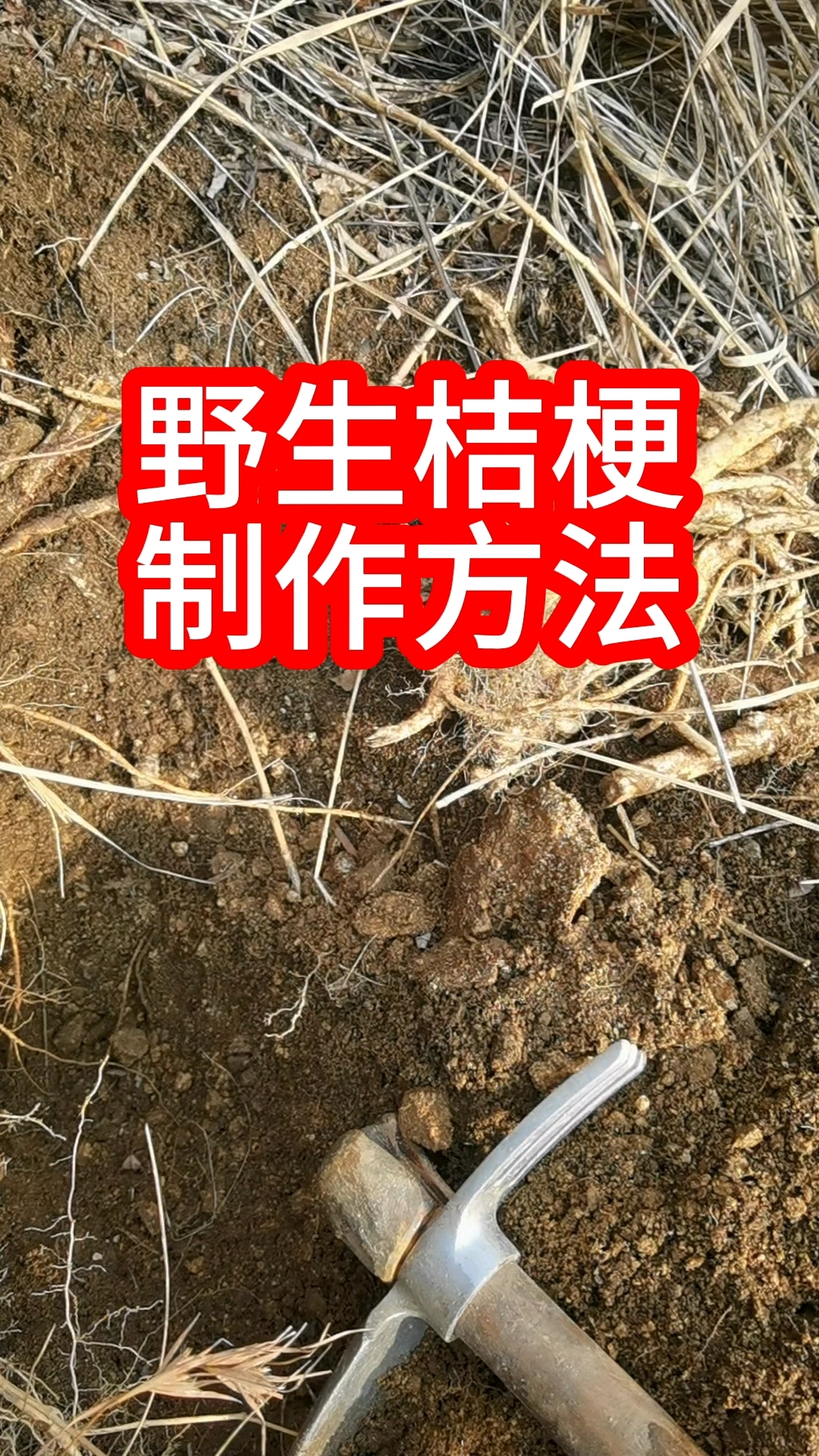 野生桔梗凉拌吃，冬天上山挖桔梗，