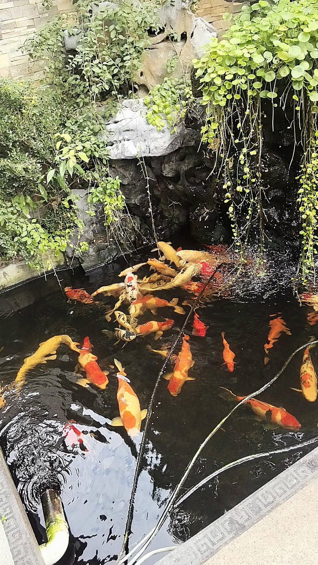 #锦鲤鱼池 南大池,西边池,北小池,物理过滤 三池水循环流通
