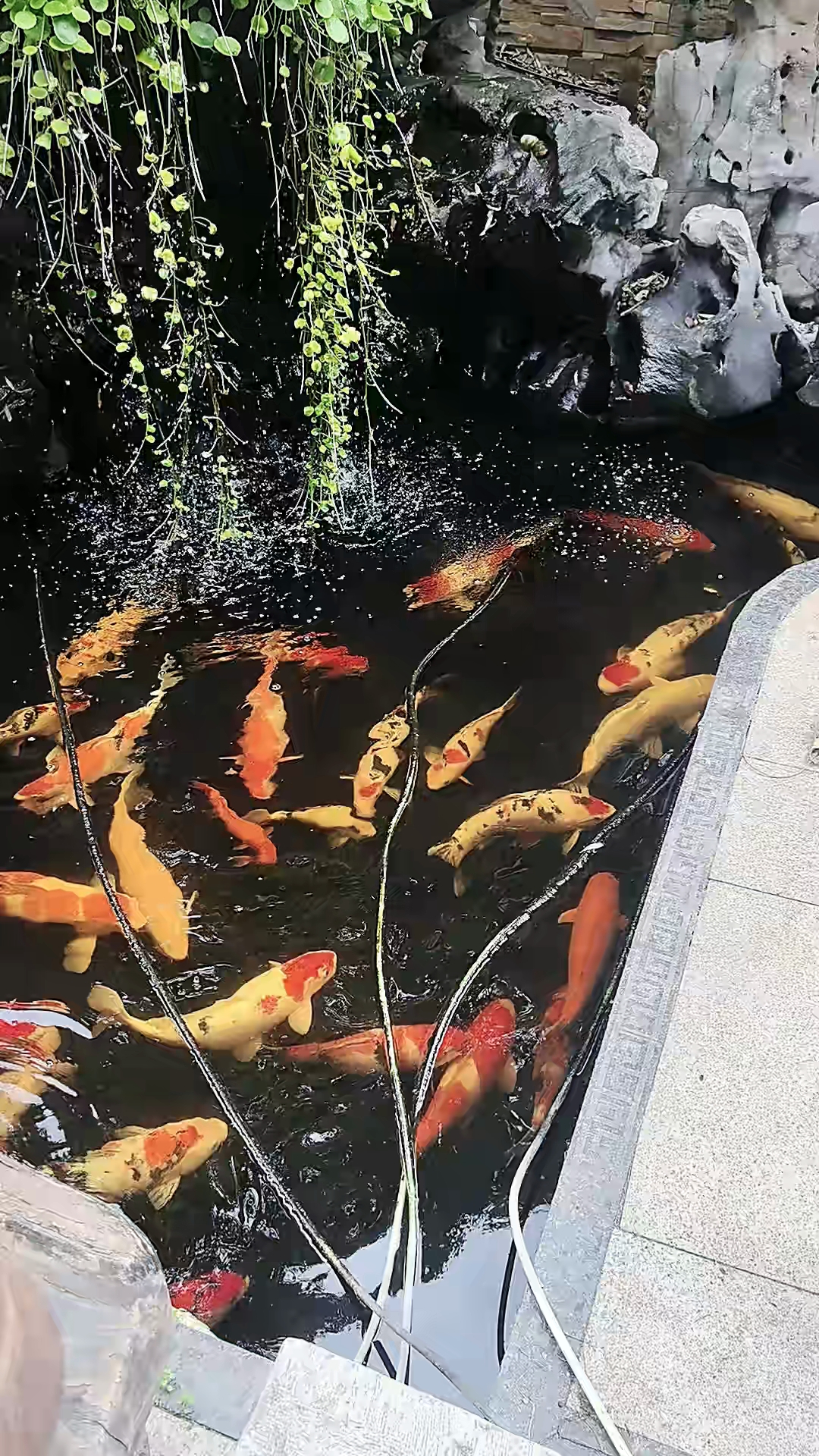 #鱼缸的造景设计 天气变暖了,鱼开始活跃了