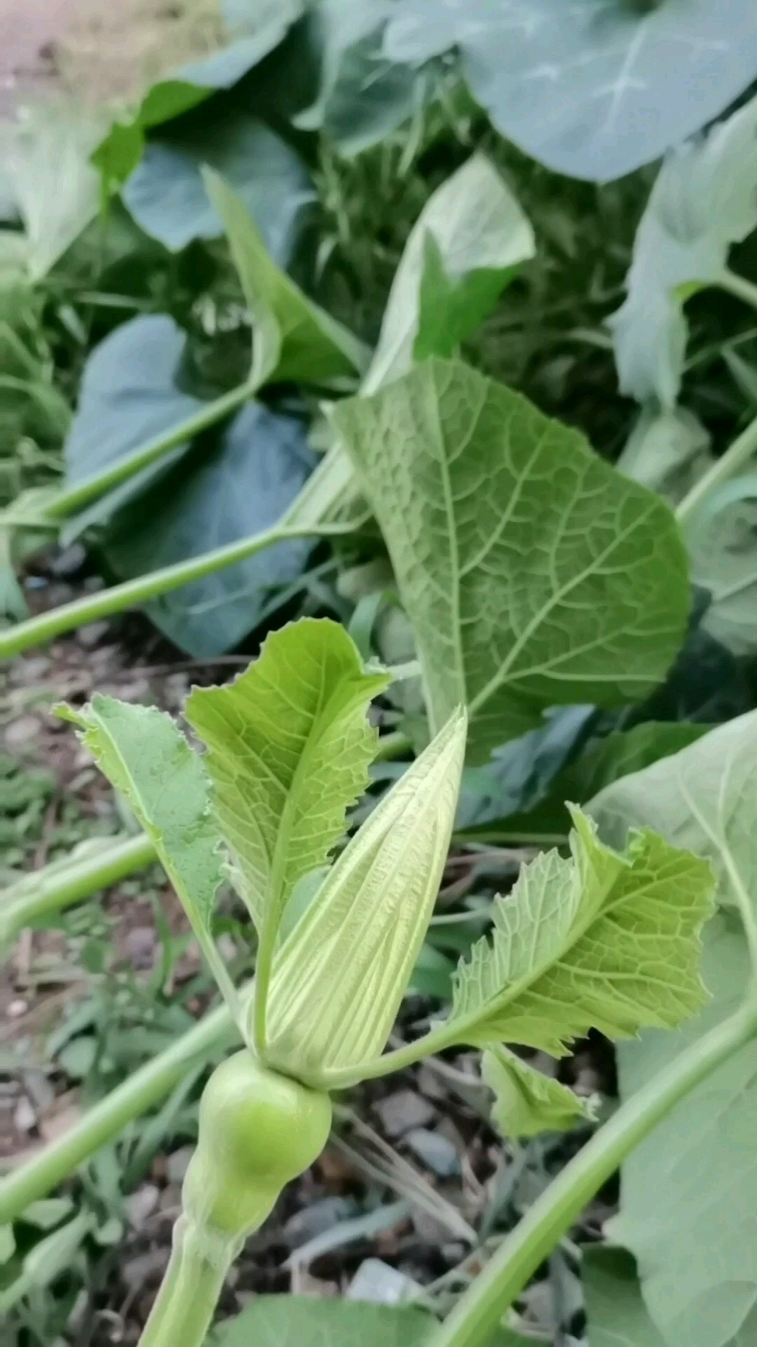 小番茄味美果多营养好。