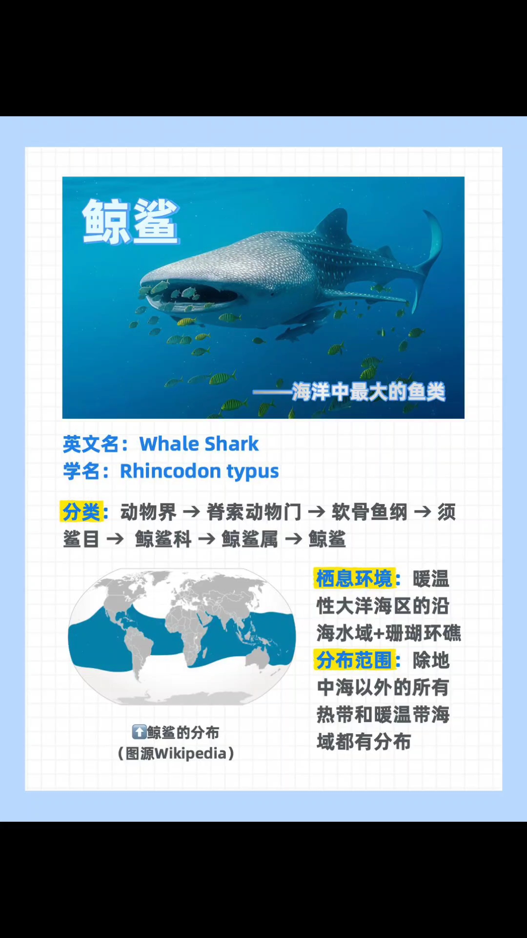 海洋中最大的鱼类