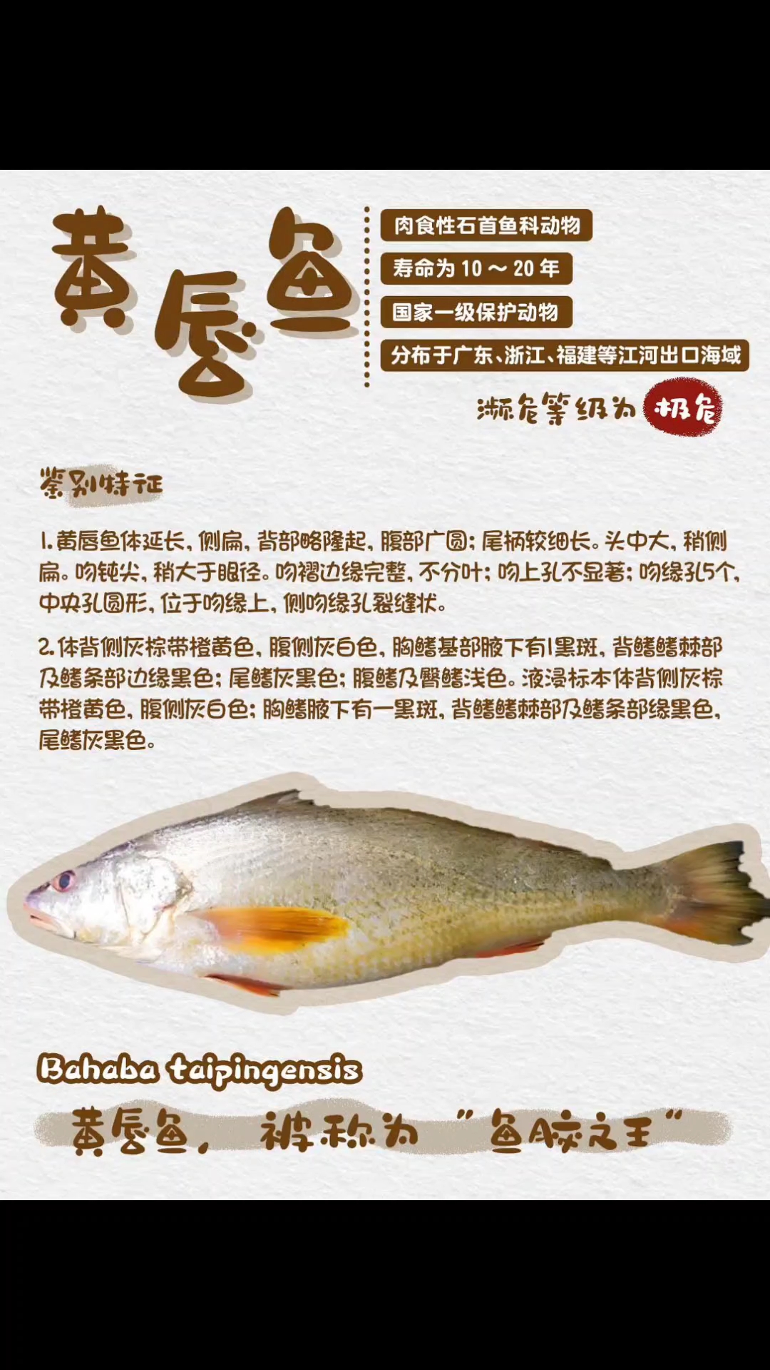 鱼胶之王--黄唇鱼