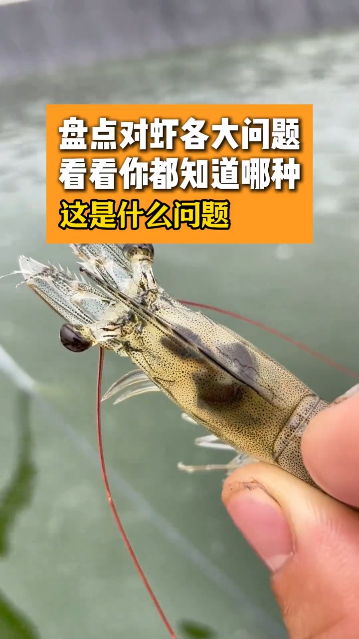 常见虾的各大问题