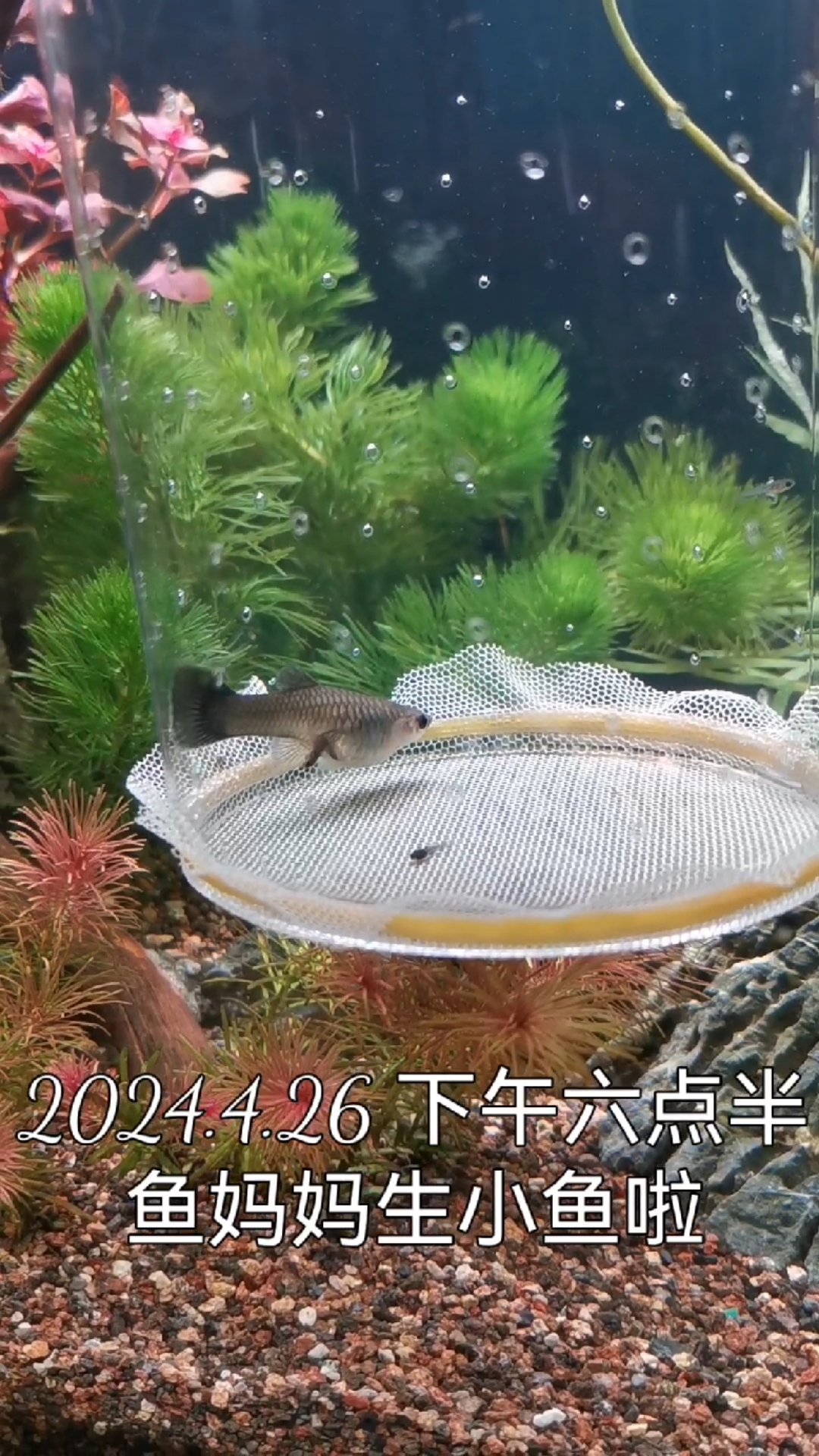 冰蓝孔雀鱼妈妈生小鱼啦!