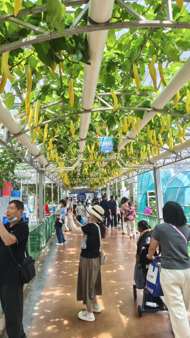 寿光,蔬菜博览会